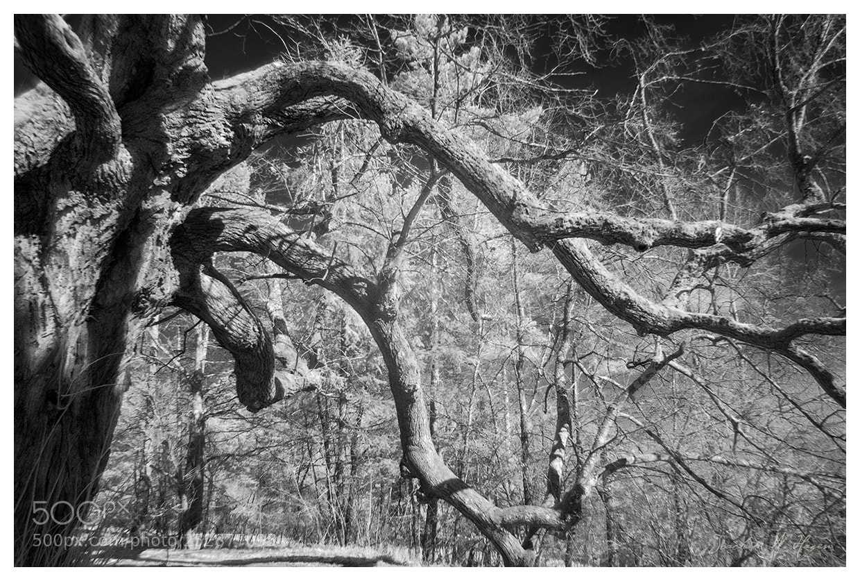 Nikon D90 sample photo. Oberpurbach photography
