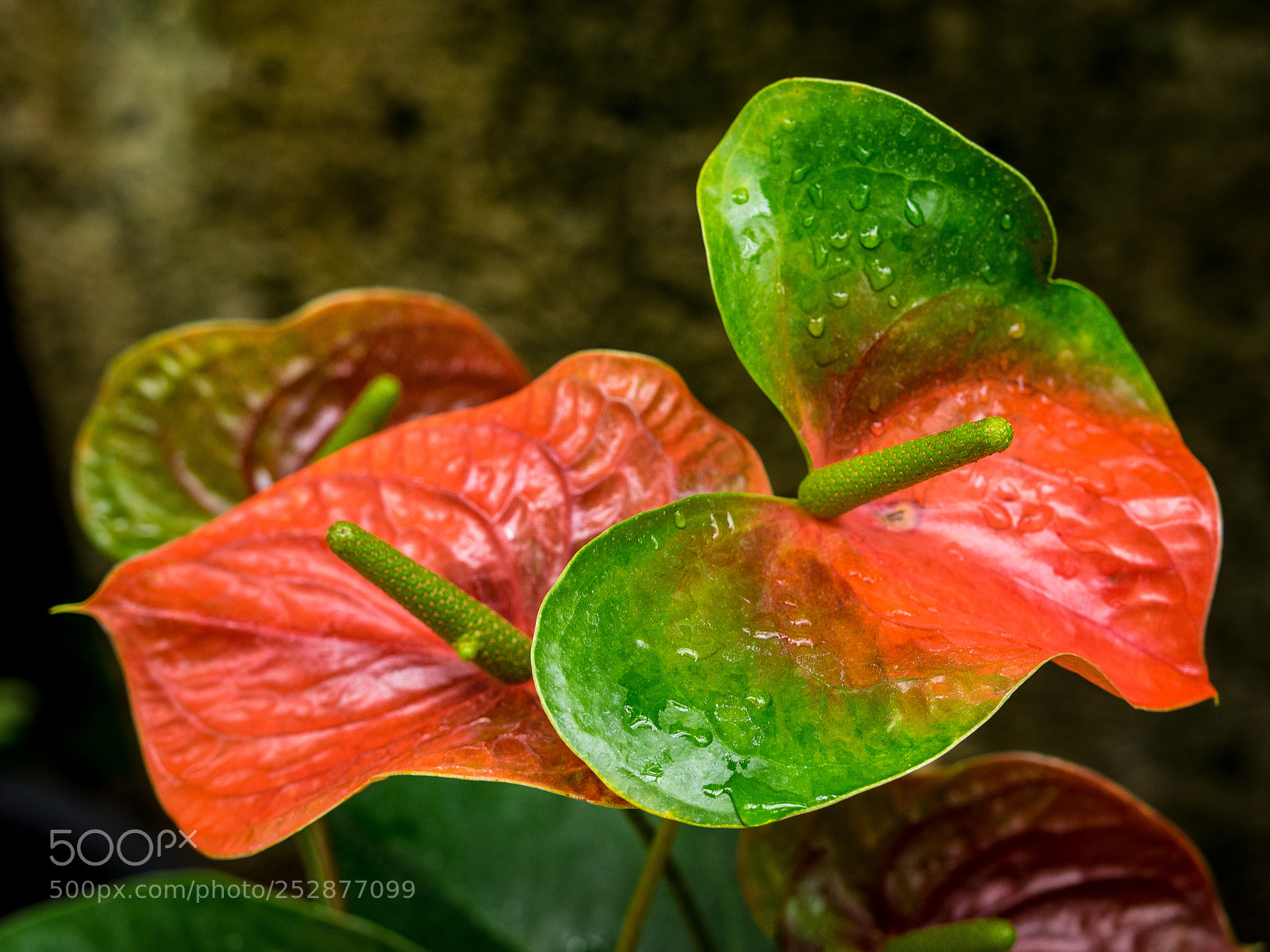 Olympus OM-D E-M1 sample photo. Red and green photography