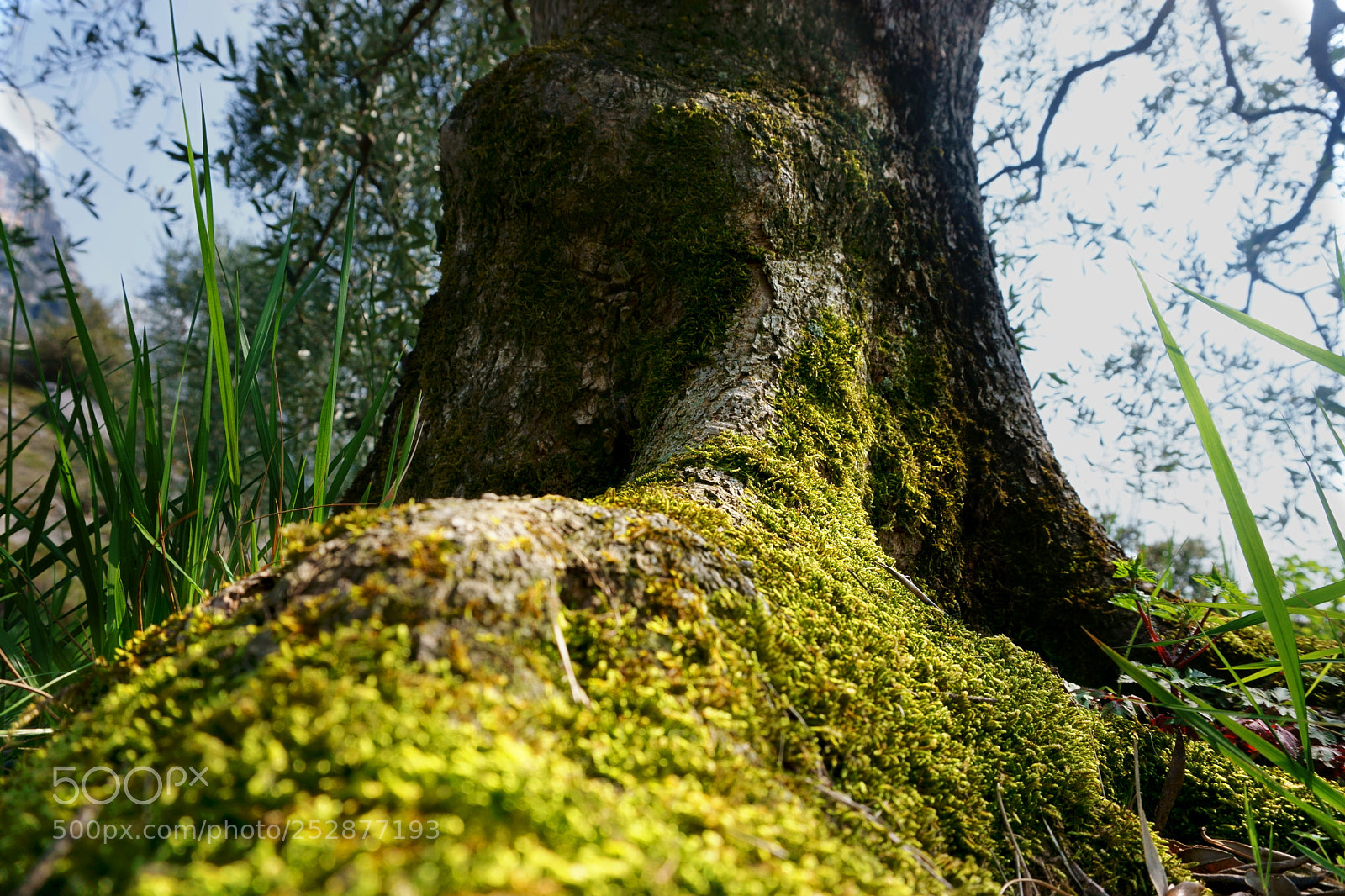 Sony a6000 sample photo. Bug view photography