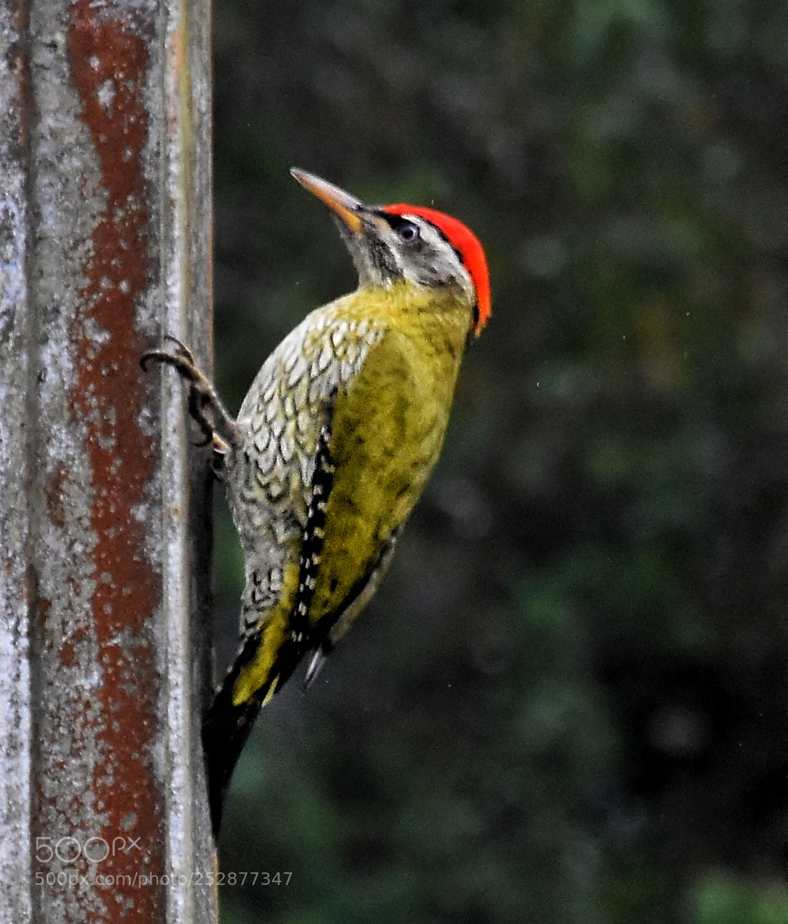 Nikon D7200 sample photo. Woodpecker photography