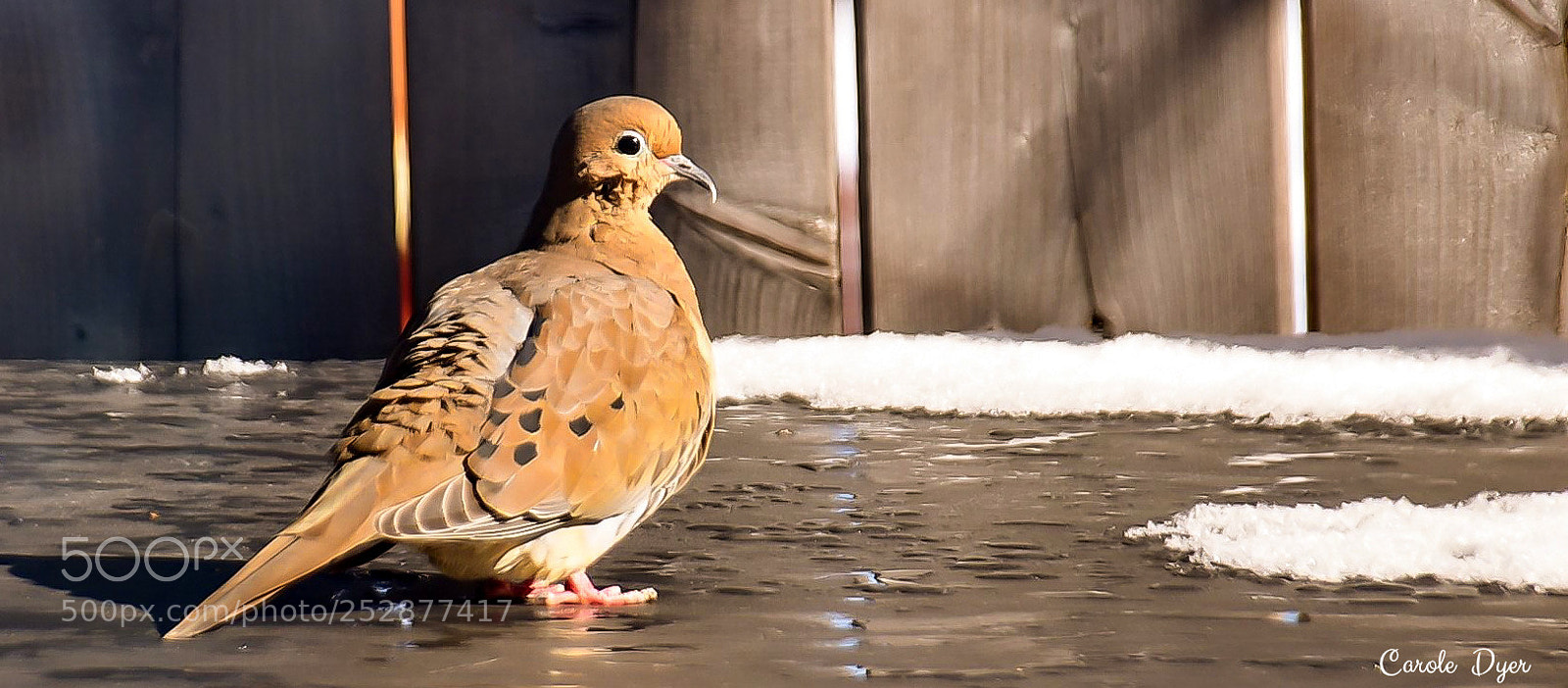 Nikon D5600 sample photo. Morning dove sunbathing photography
