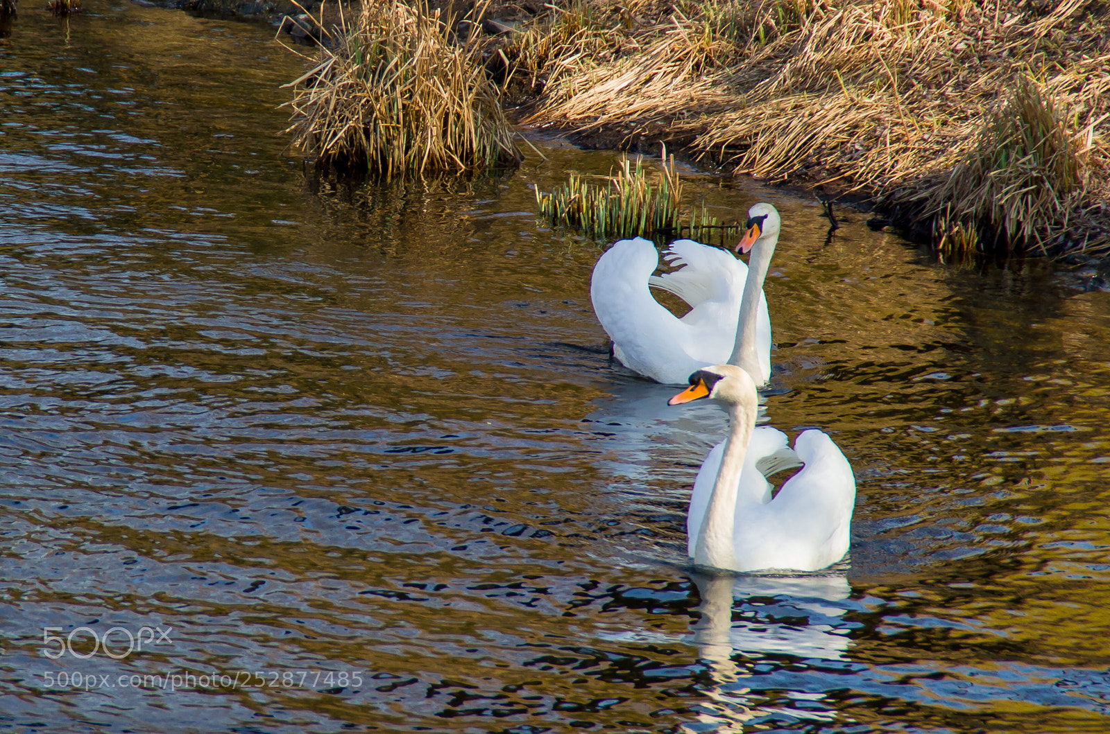 Nikon D3200 sample photo. Schwäne photography