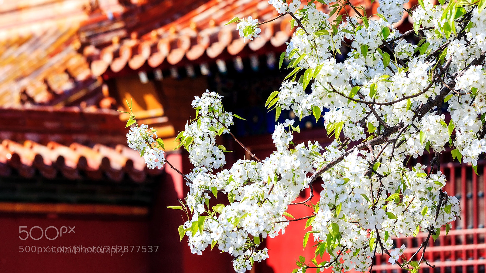 Canon EOS 5DS R sample photo. The palace museum photography