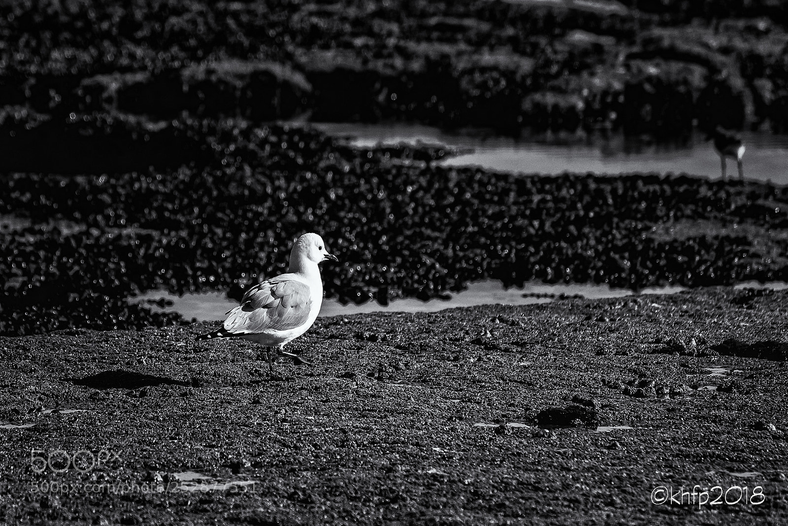 Canon EOS 650D (EOS Rebel T4i / EOS Kiss X6i) sample photo. Seagull 2 photography