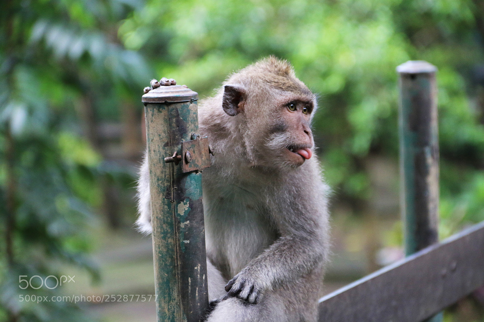 Canon EOS 70D sample photo. Sacred monkey forest sanctuary photography