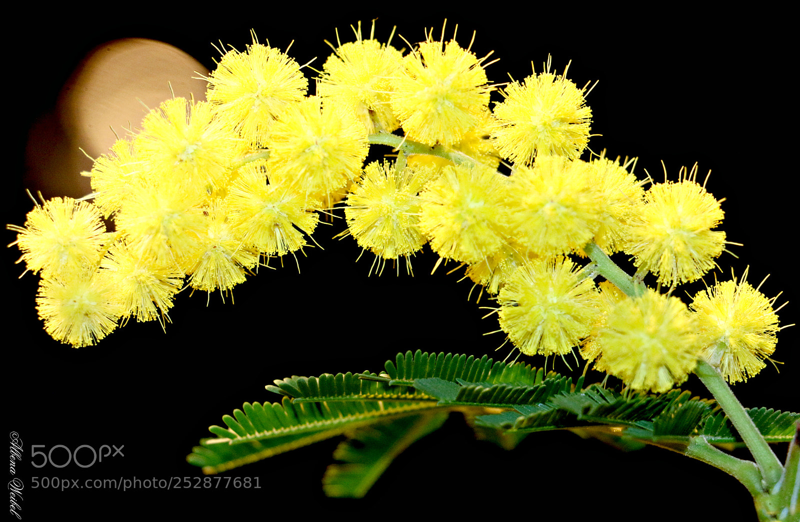 Canon EOS 70D sample photo. Yellow spring tenderness .... photography