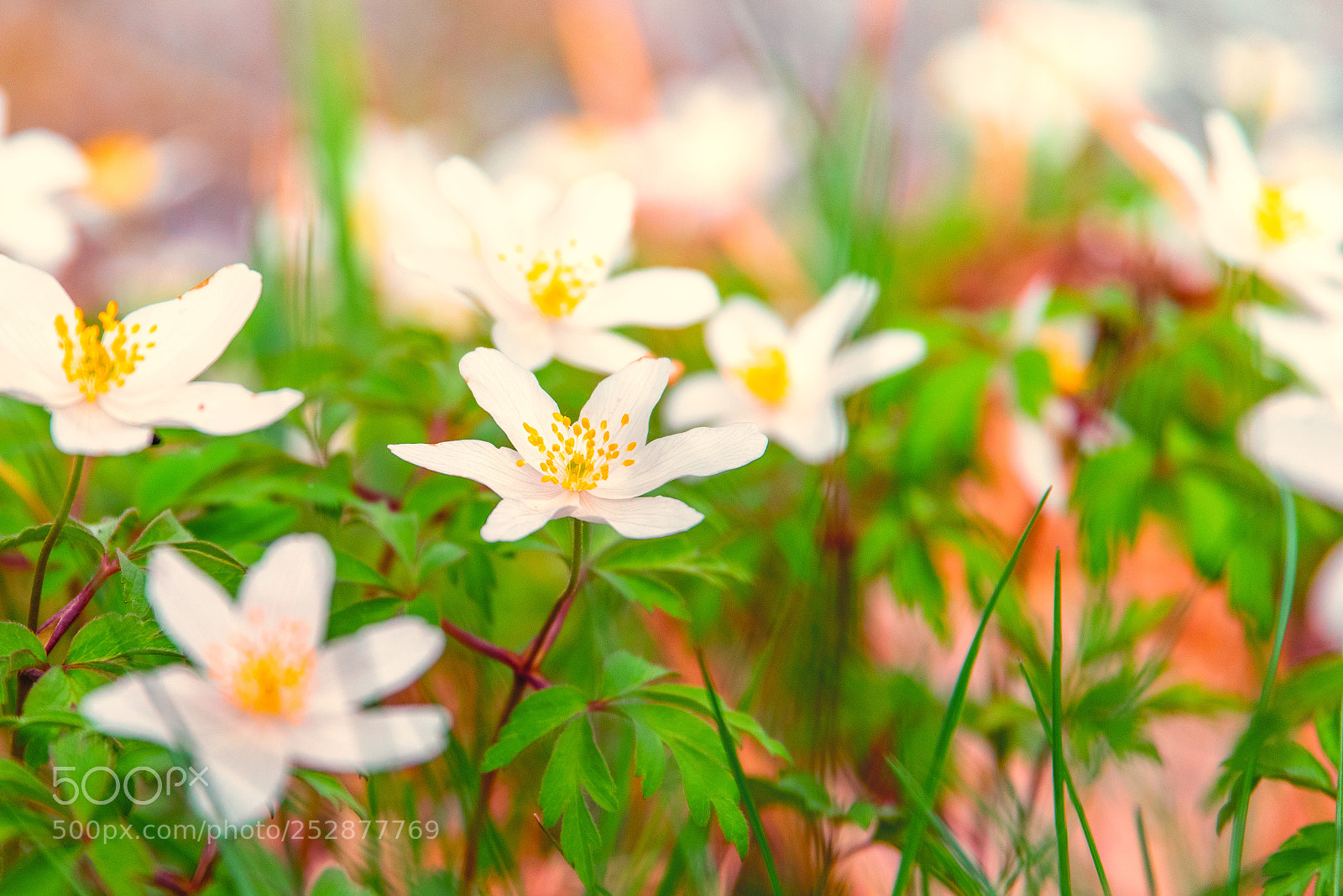Pentax K-1 sample photo. Finally spring ii photography