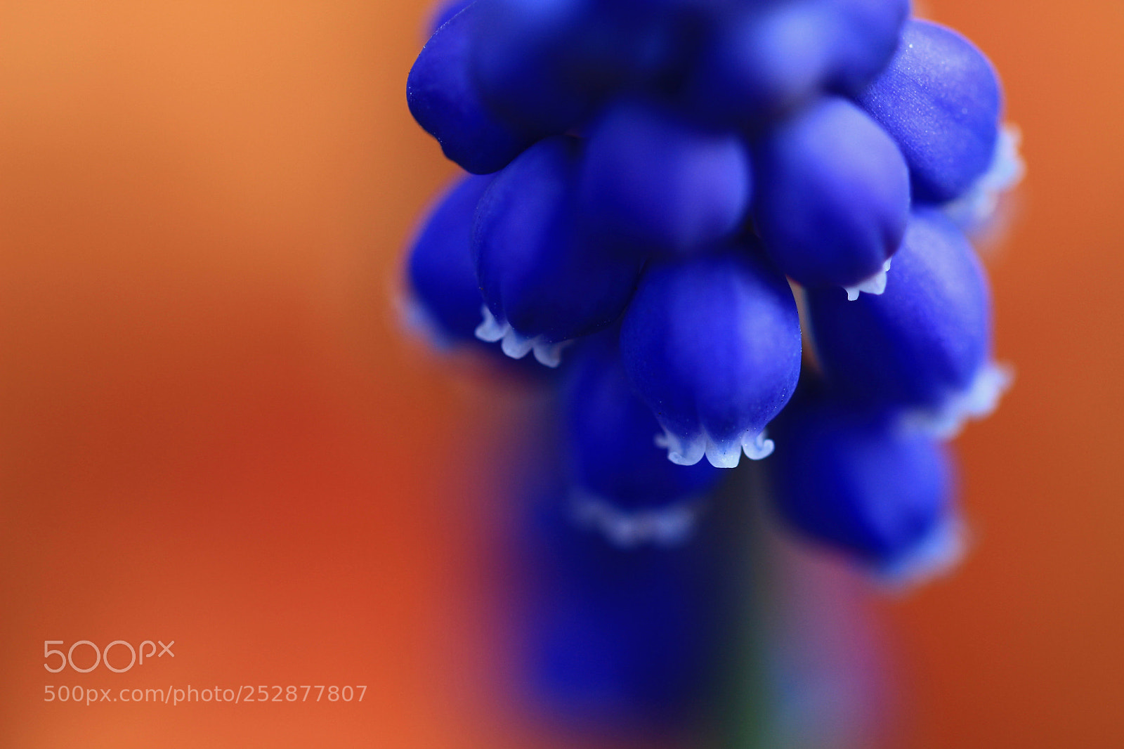 Canon EOS 700D (EOS Rebel T5i / EOS Kiss X7i) sample photo. Purple bells... photography
