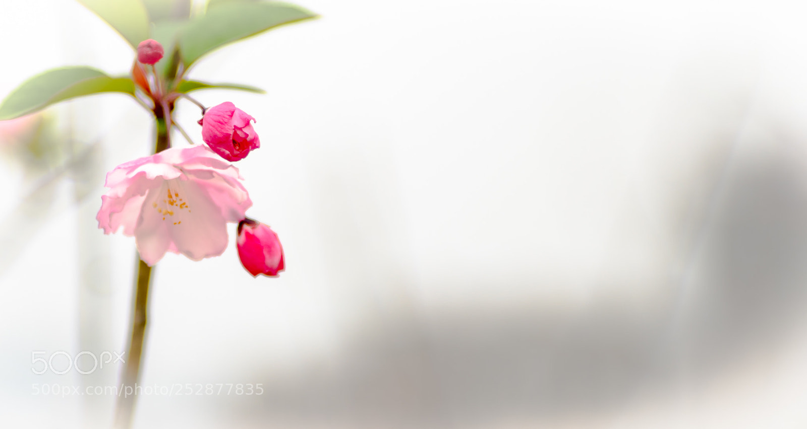 Canon EOS 6D Mark II sample photo. Untitled photography
