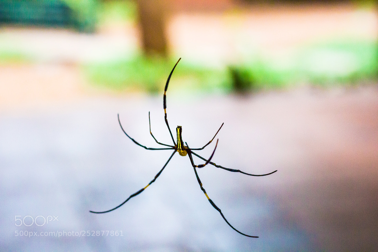 Canon EOS 700D (EOS Rebel T5i / EOS Kiss X7i) sample photo. Spider photography