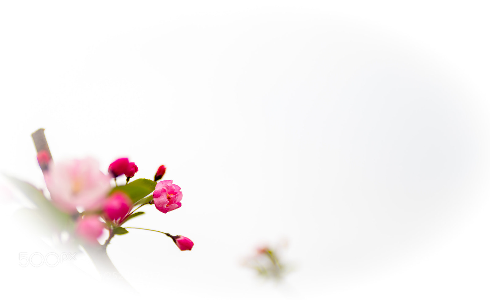 Canon EOS 6D Mark II sample photo. Untitled photography