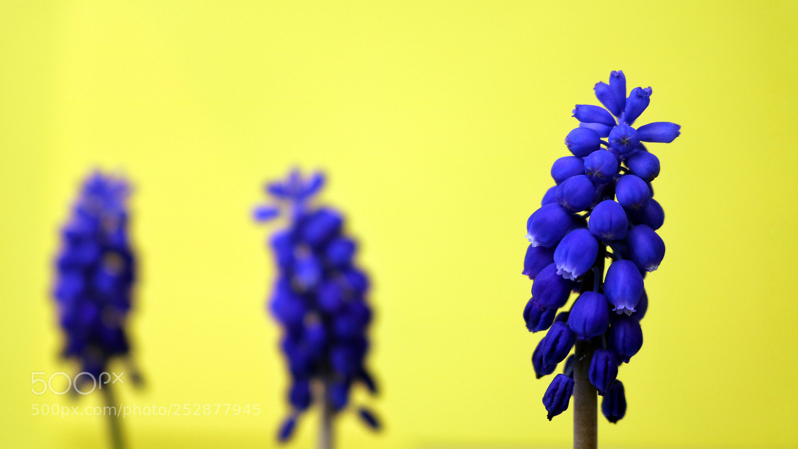 Canon EOS 750D (EOS Rebel T6i / EOS Kiss X8i) sample photo. Muscari  photography