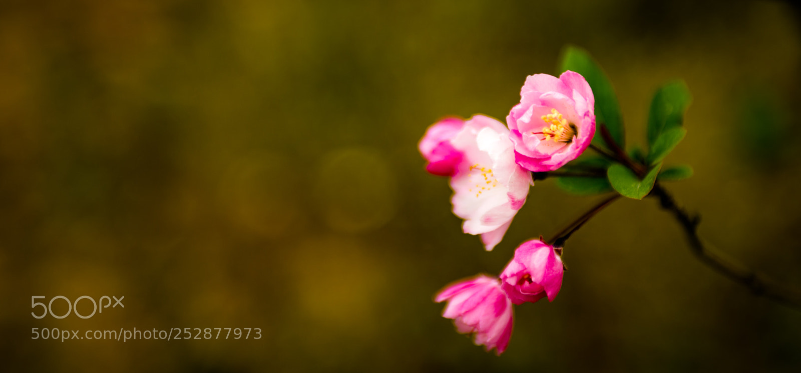 Canon EOS 6D Mark II sample photo. Untitled photography