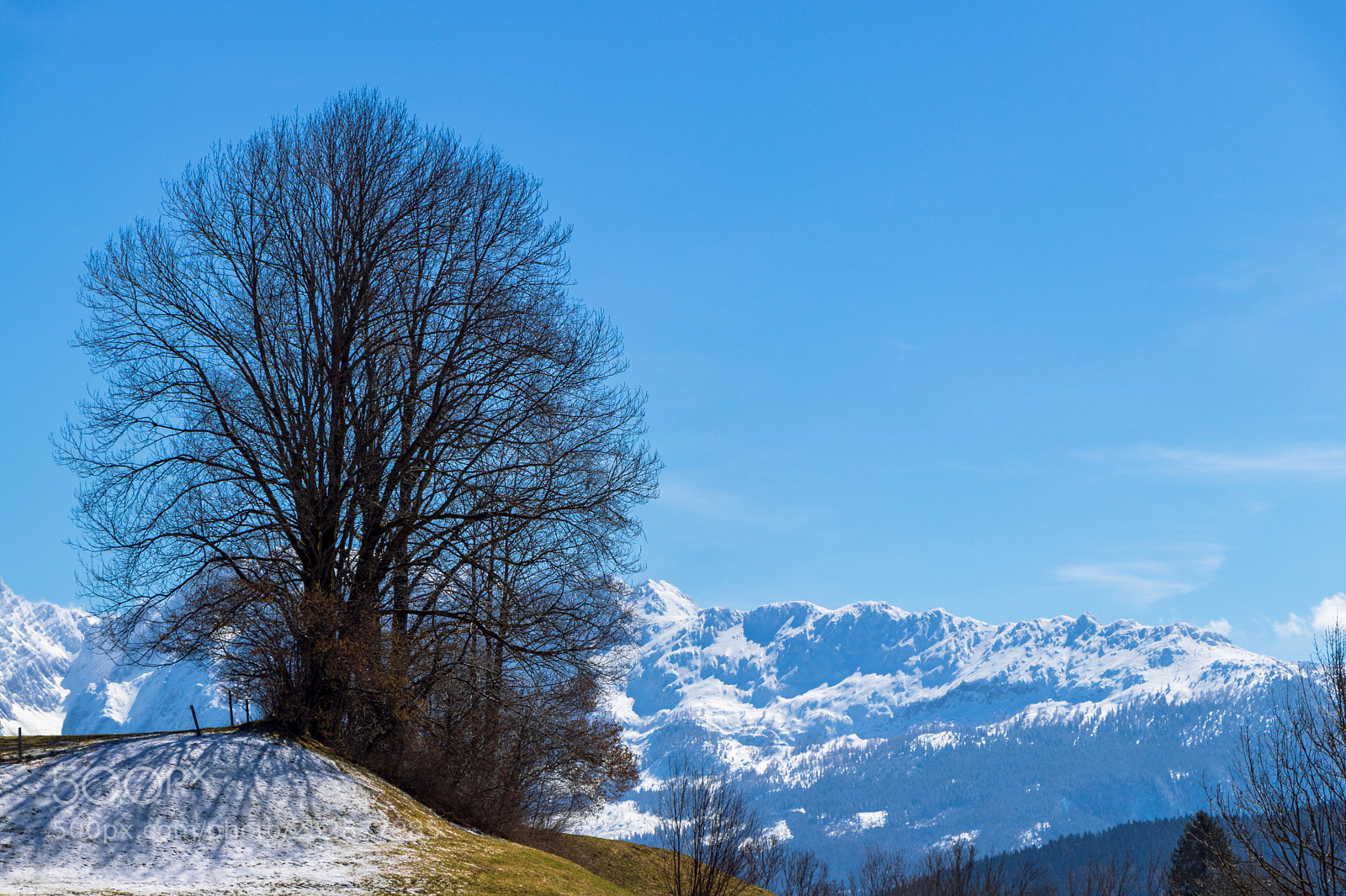 Canon EOS 77D (EOS 9000D / EOS 770D) sample photo. The tree photography