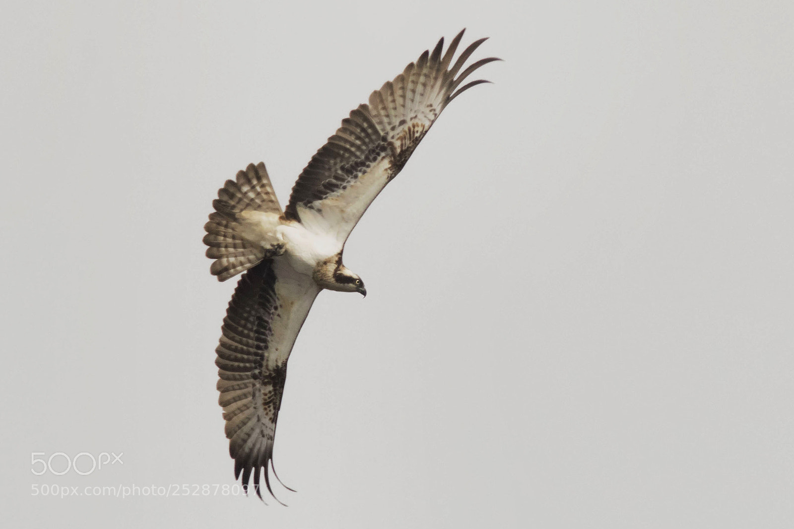 Canon EOS 7D Mark II sample photo. Osprey in flight photography
