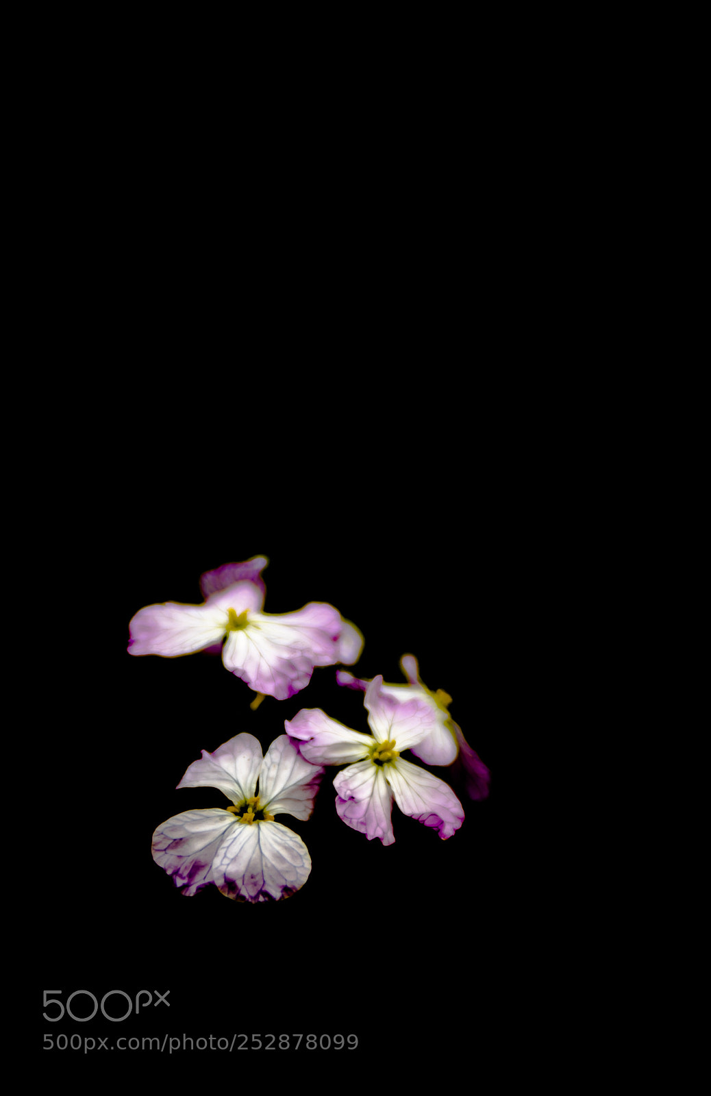 Canon EOS 6D Mark II sample photo. Untitled photography