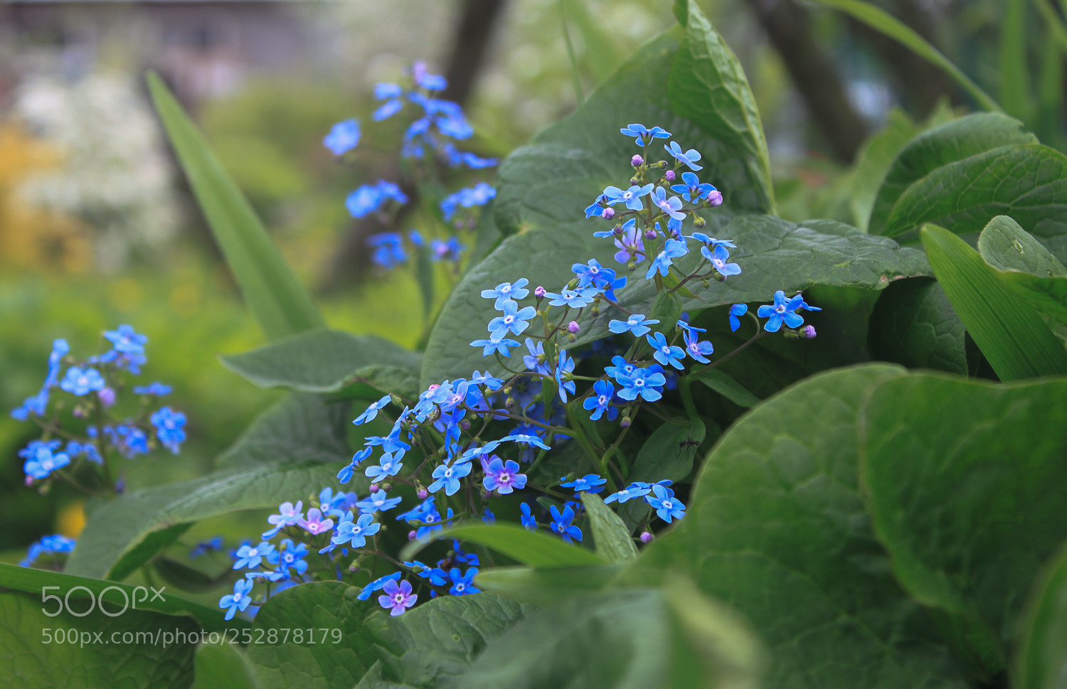 Canon EOS 500D (EOS Rebel T1i / EOS Kiss X3) sample photo. Forget-me-not photography
