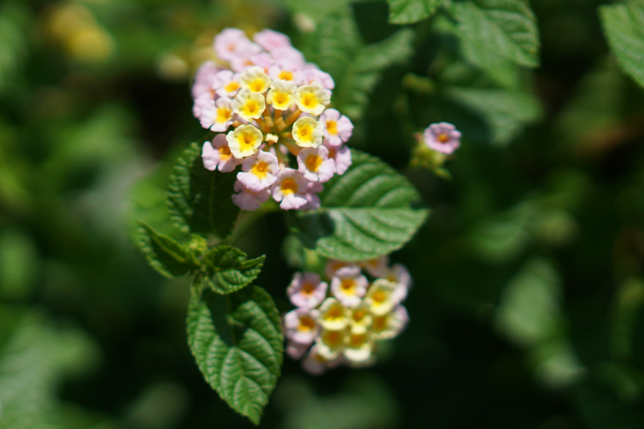 Sony a7R II + Sony Sonnar T* FE 55mm F1.8 ZA sample photo. Flower photography