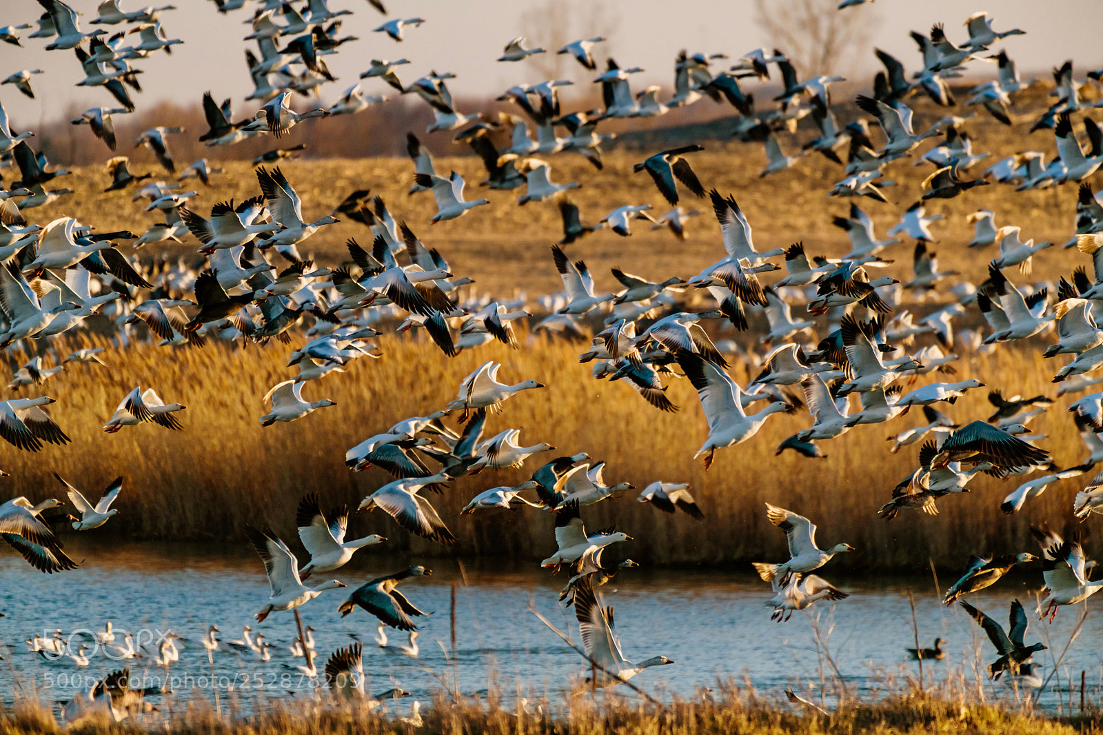 Nikon D850 sample photo. Joy of flying photography