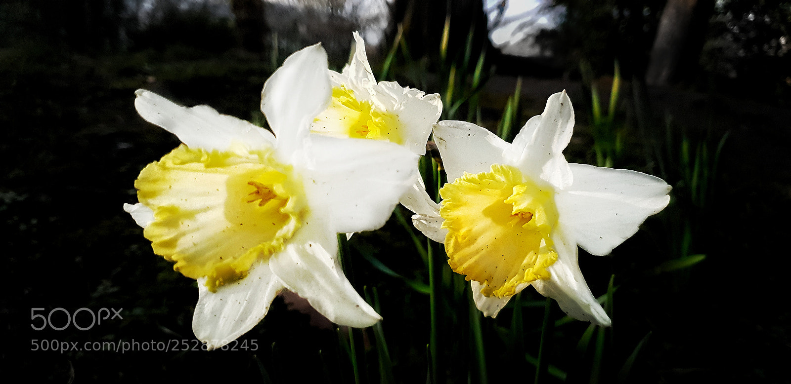 Samsung Galaxy S9+ sample photo. Garden photography