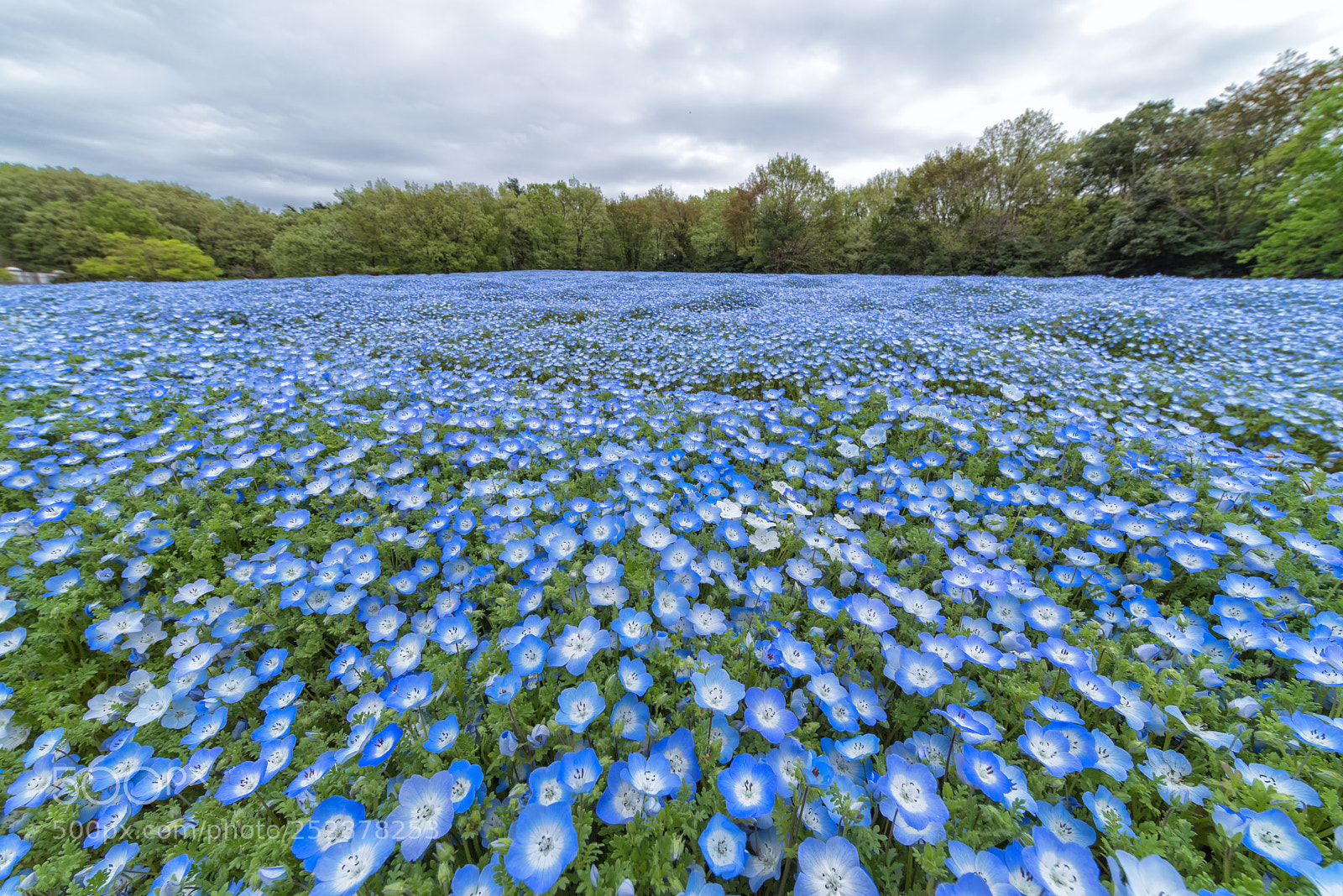 Pentax K-1 sample photo. Baby blue eyes photography
