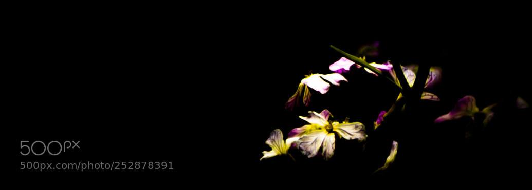 Canon EOS 6D Mark II sample photo. Untitled photography