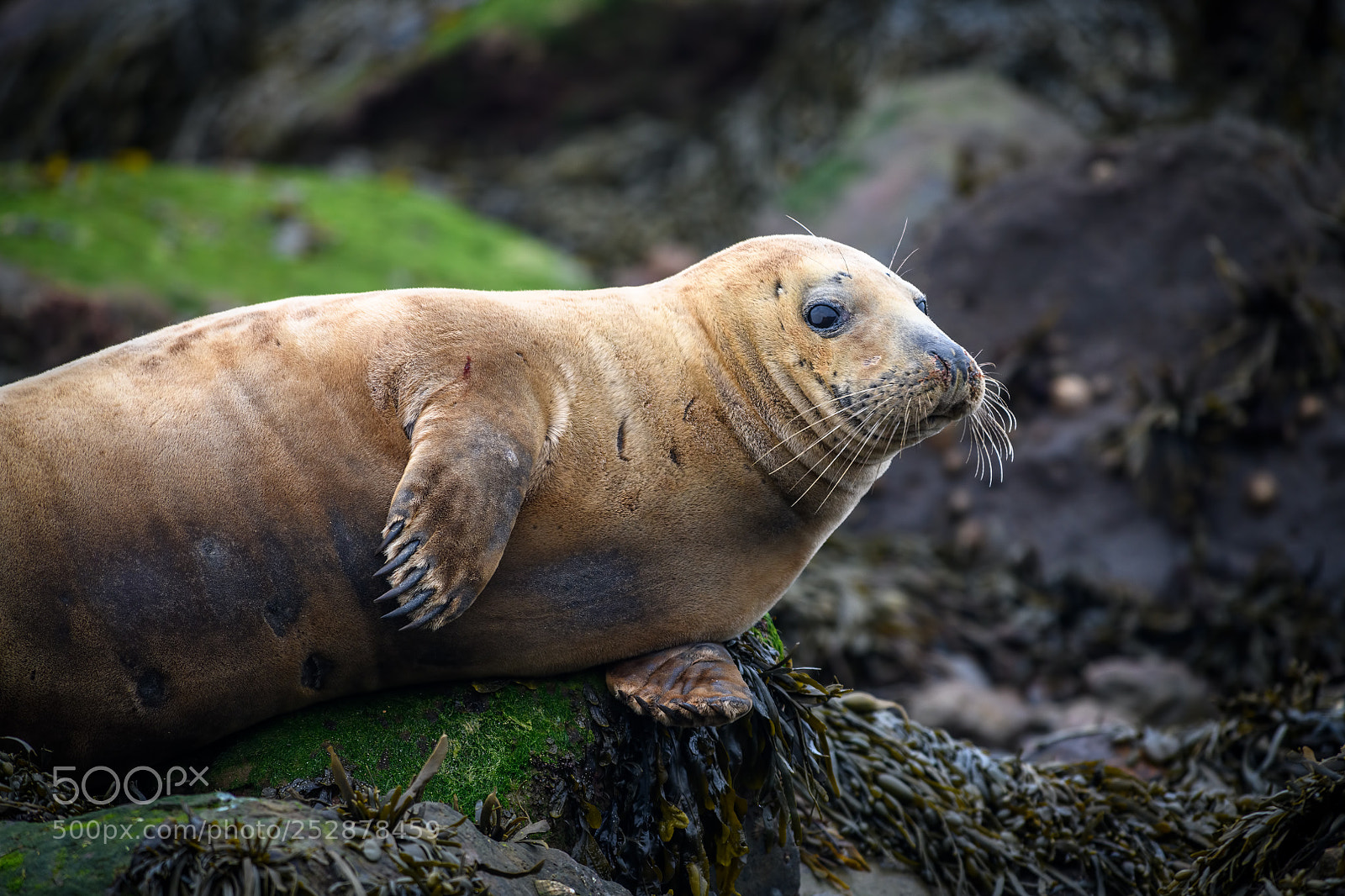 Nikon D850 sample photo. Grey seal photography
