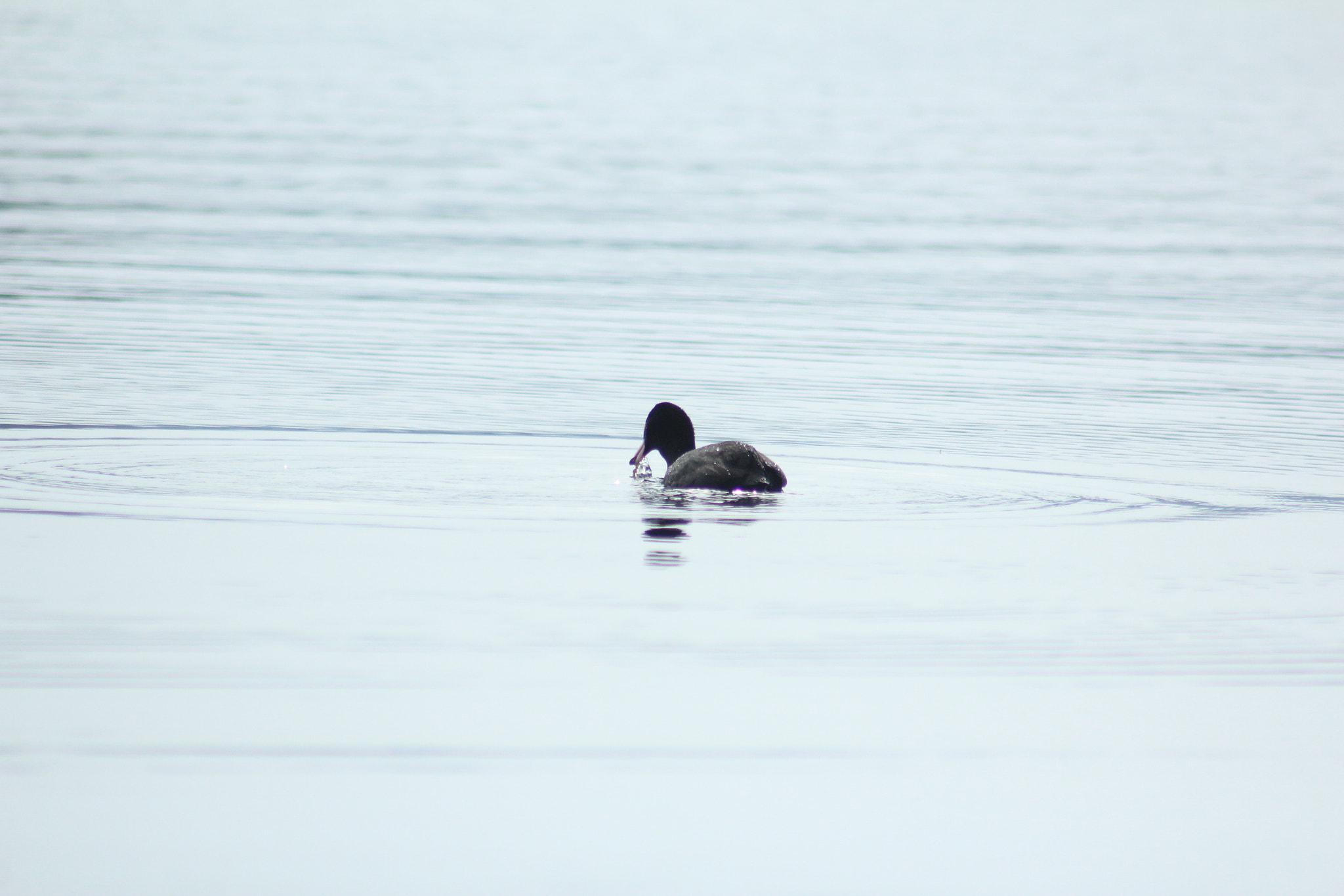 Canon EF 75-300mm f/4-5.6 USM sample photo. Img photography
