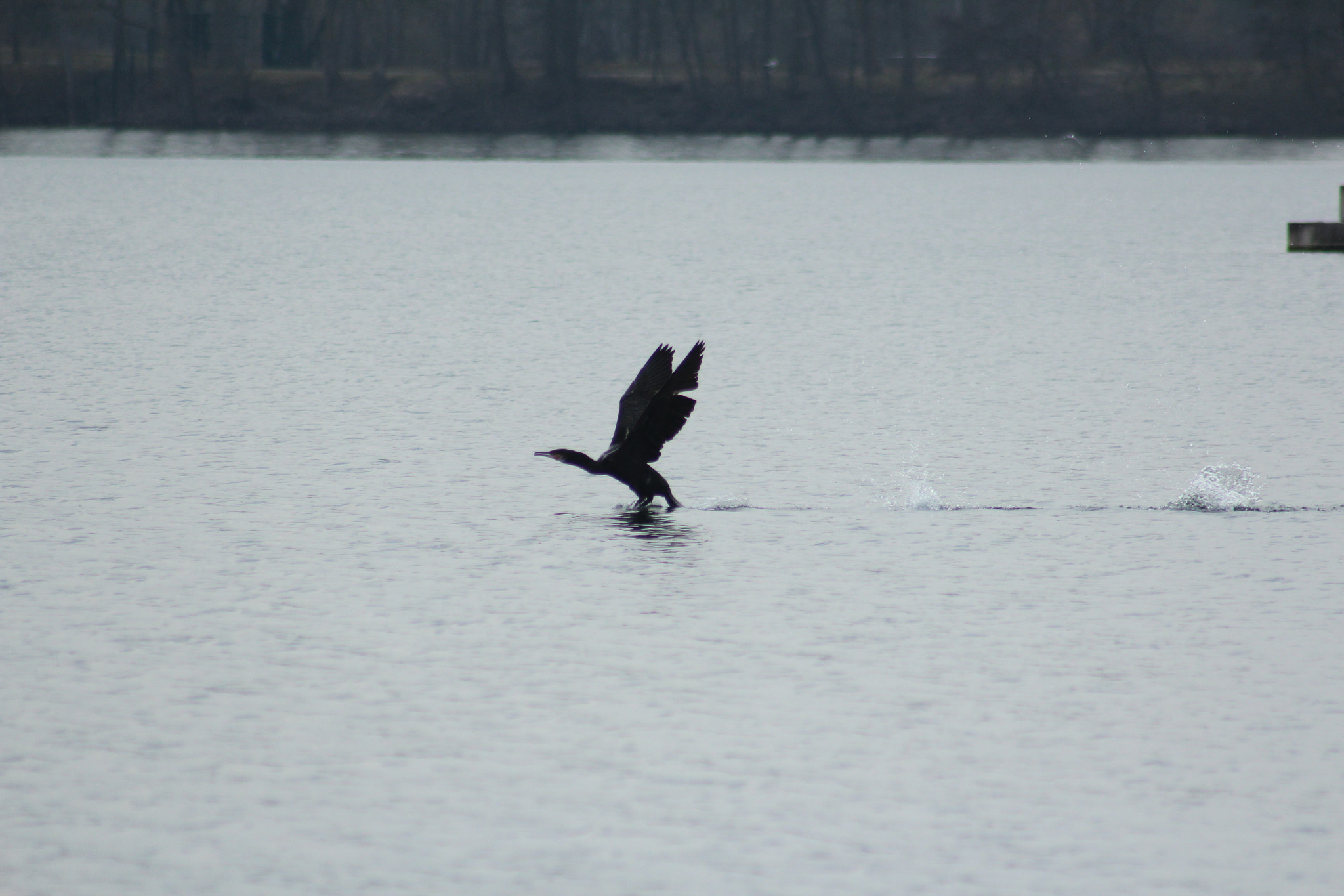 Canon EF 75-300mm f/4-5.6 USM sample photo. Img photography