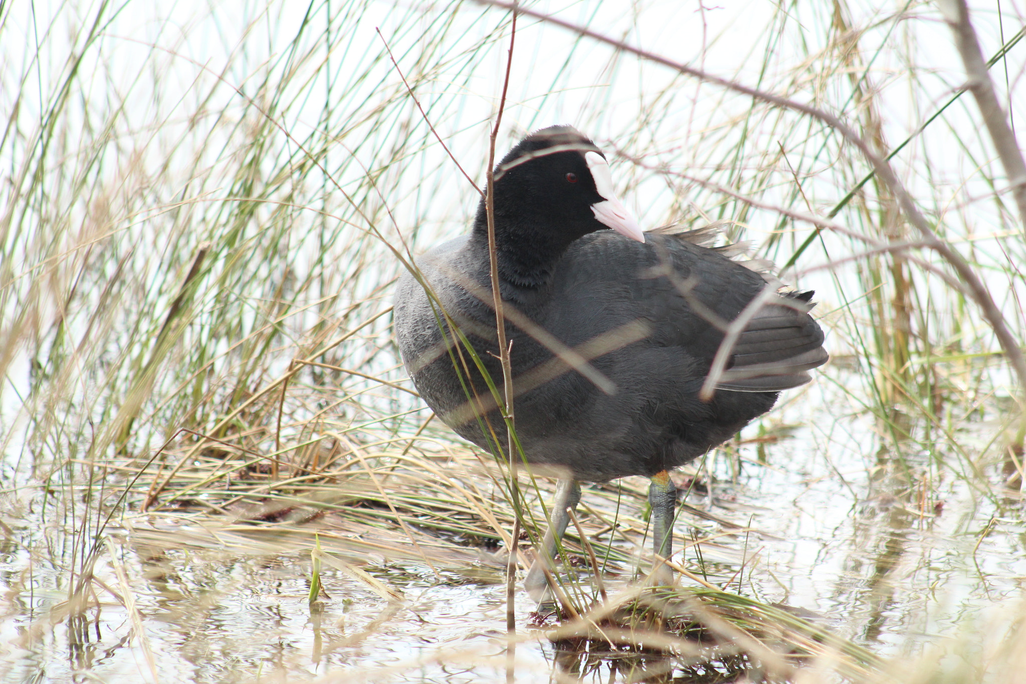 Canon EF 75-300mm f/4-5.6 USM sample photo. Img photography