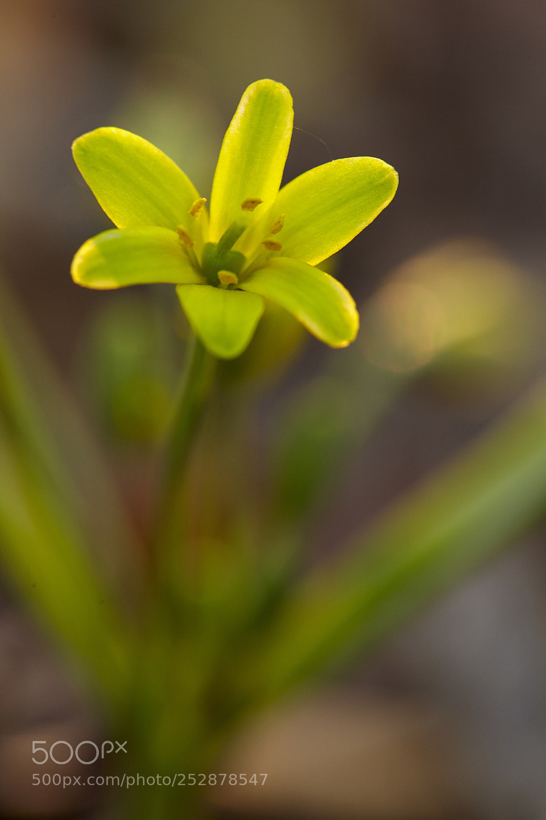 Canon EOS 5D Mark II sample photo. Spring photography