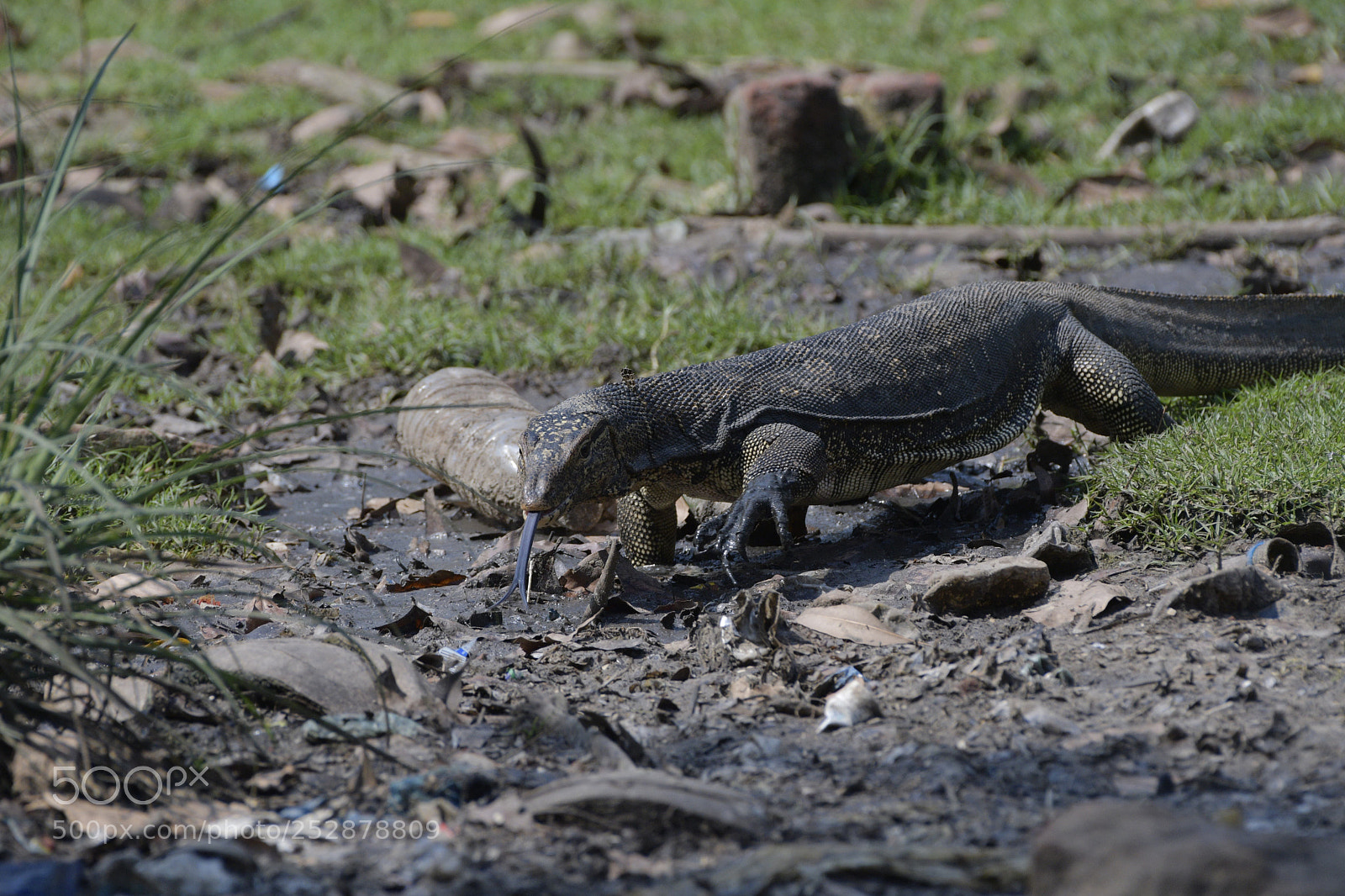 Nikon D500 sample photo. Looking for its prey photography