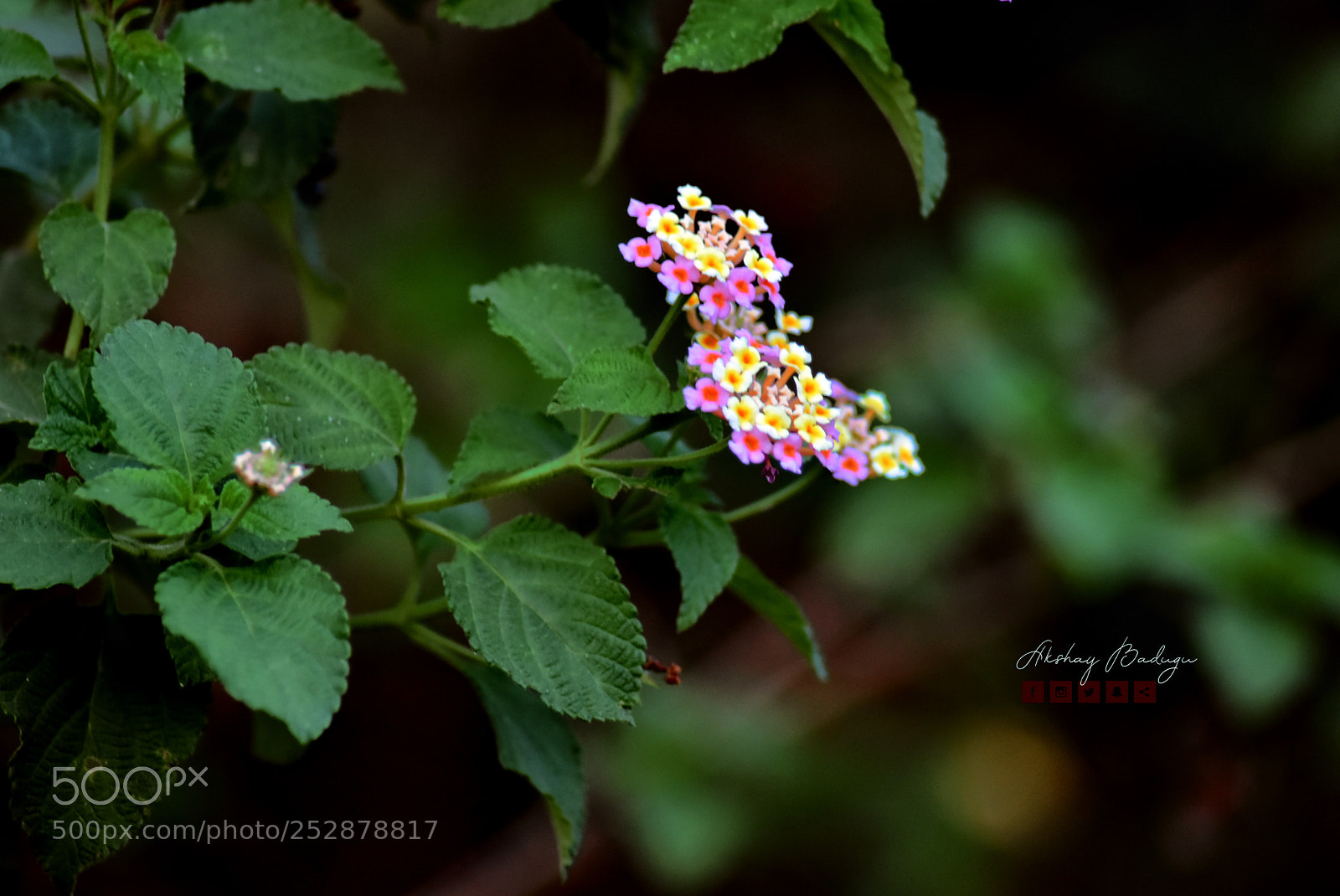 Nikon D5500 sample photo. Leaves photography