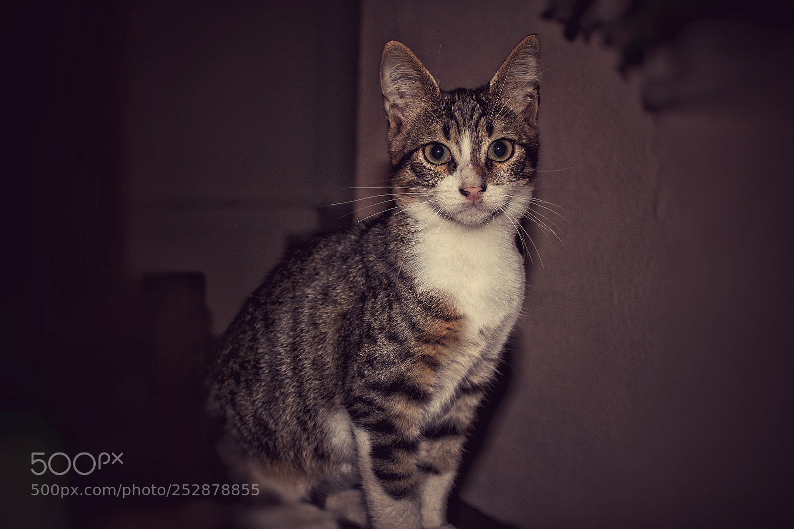 Canon EOS 600D (Rebel EOS T3i / EOS Kiss X5) sample photo. Cat guest kadikoy turkey photography