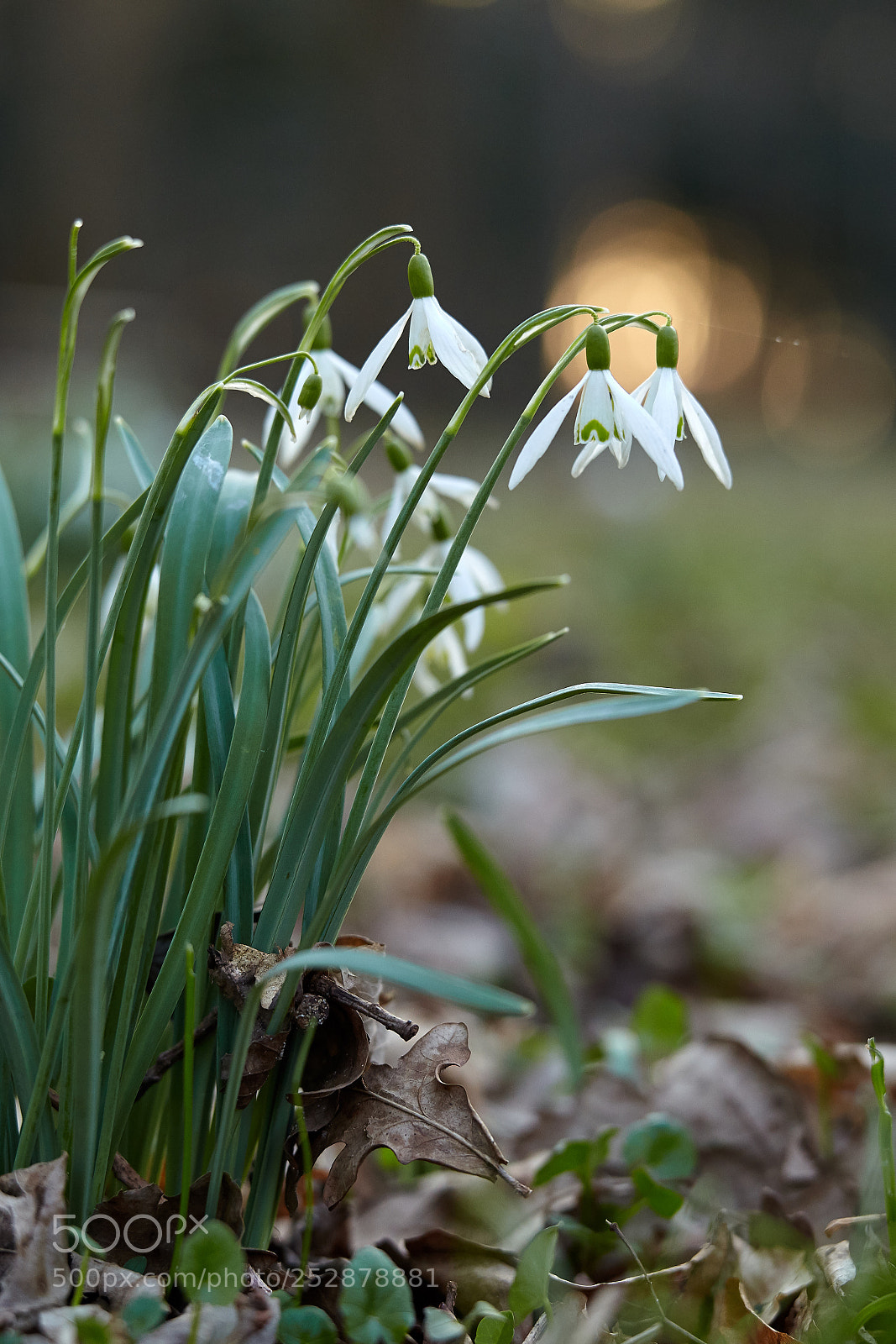 Canon EOS 5D Mark II sample photo. Spring photography
