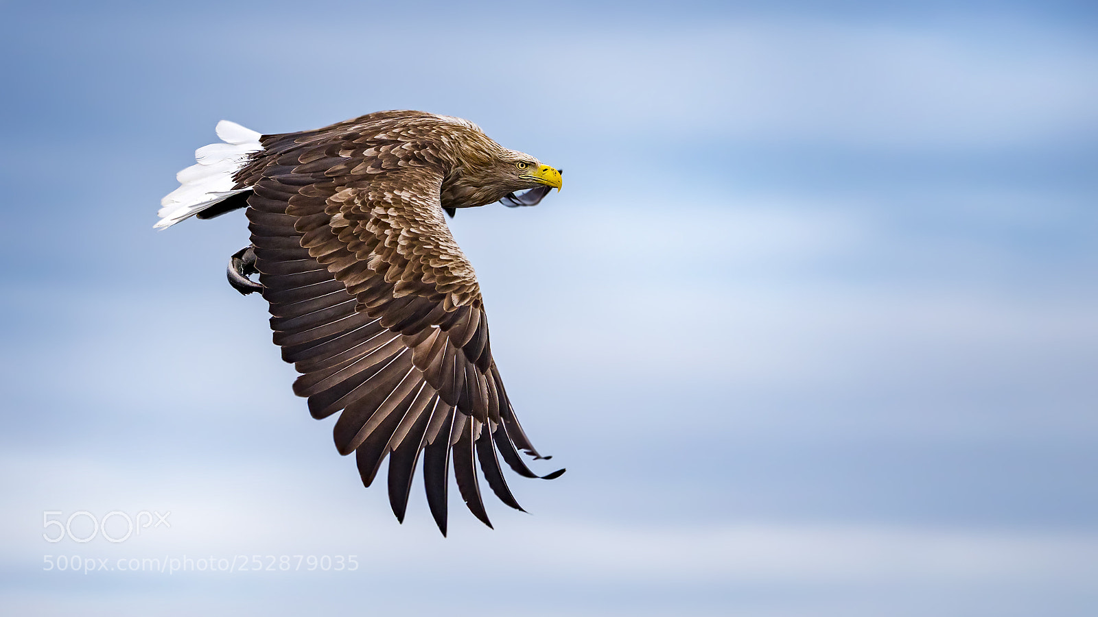 Panasonic Lumix DC-G9 sample photo. Sea eagle photography