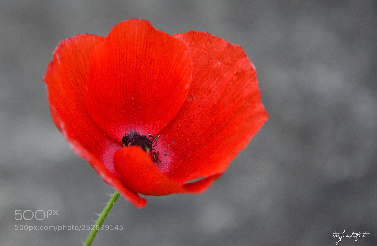 Nikon D5200 sample photo. Lover photography