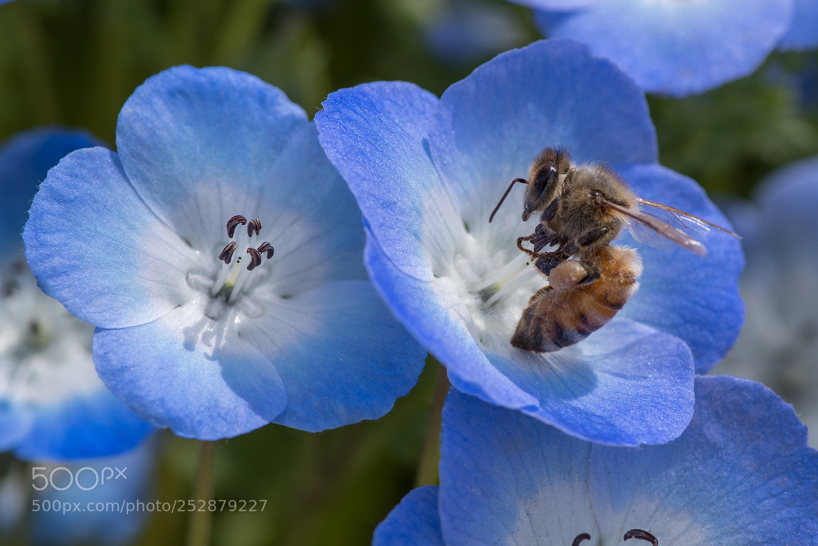Pentax K-1 sample photo. Honeybee photography