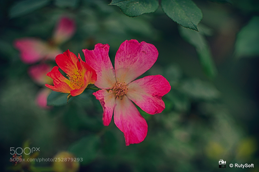 Nikon D3200 sample photo. Pink flower photography