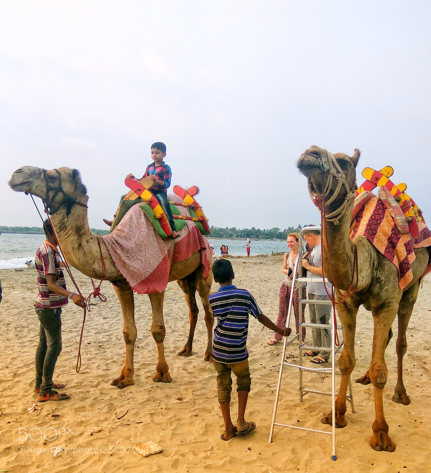 Xiaomi Redmi Note3 sample photo. Camels photography