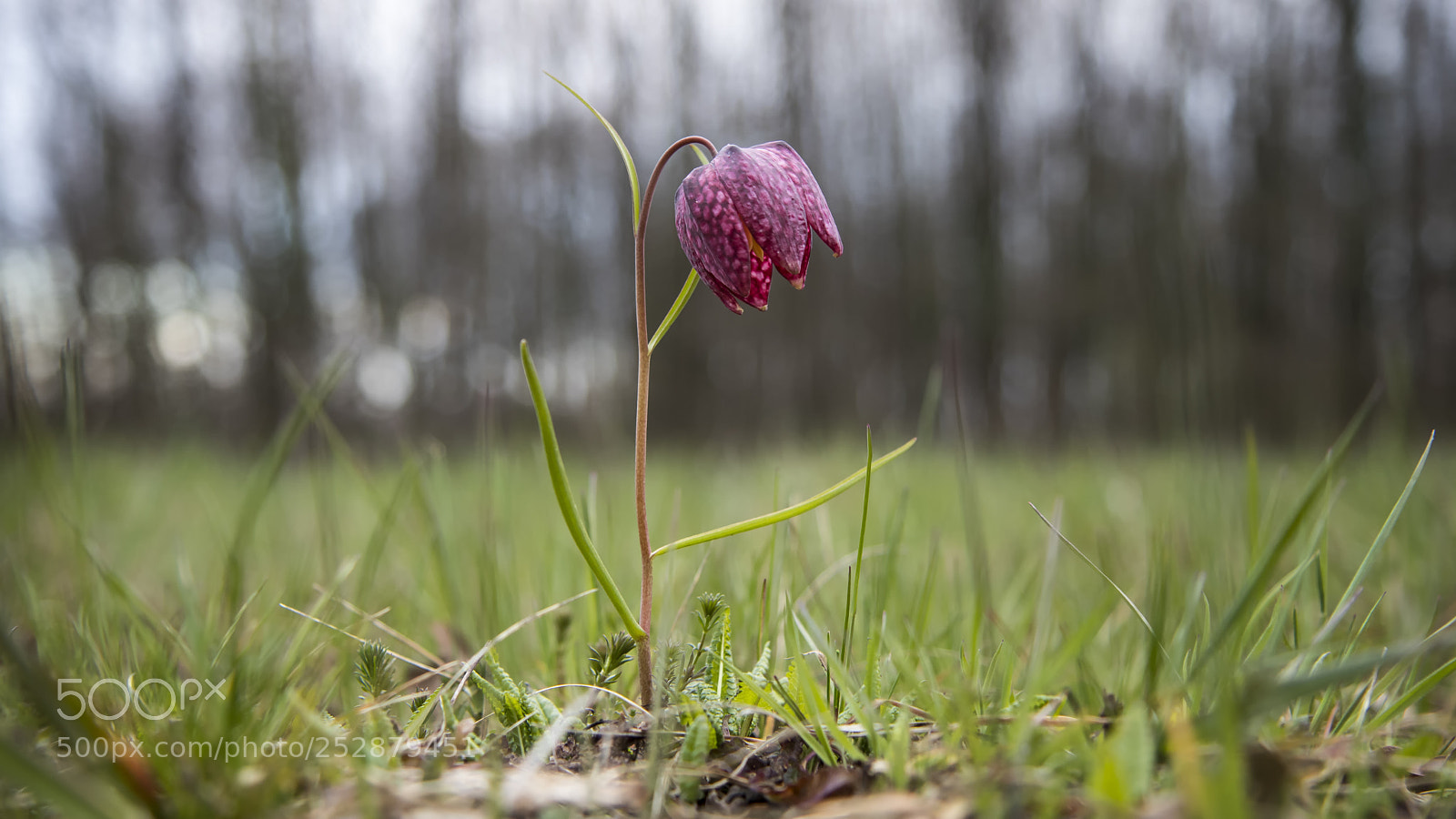 Canon EOS 80D sample photo. Fritillaria meleagris 2 photography