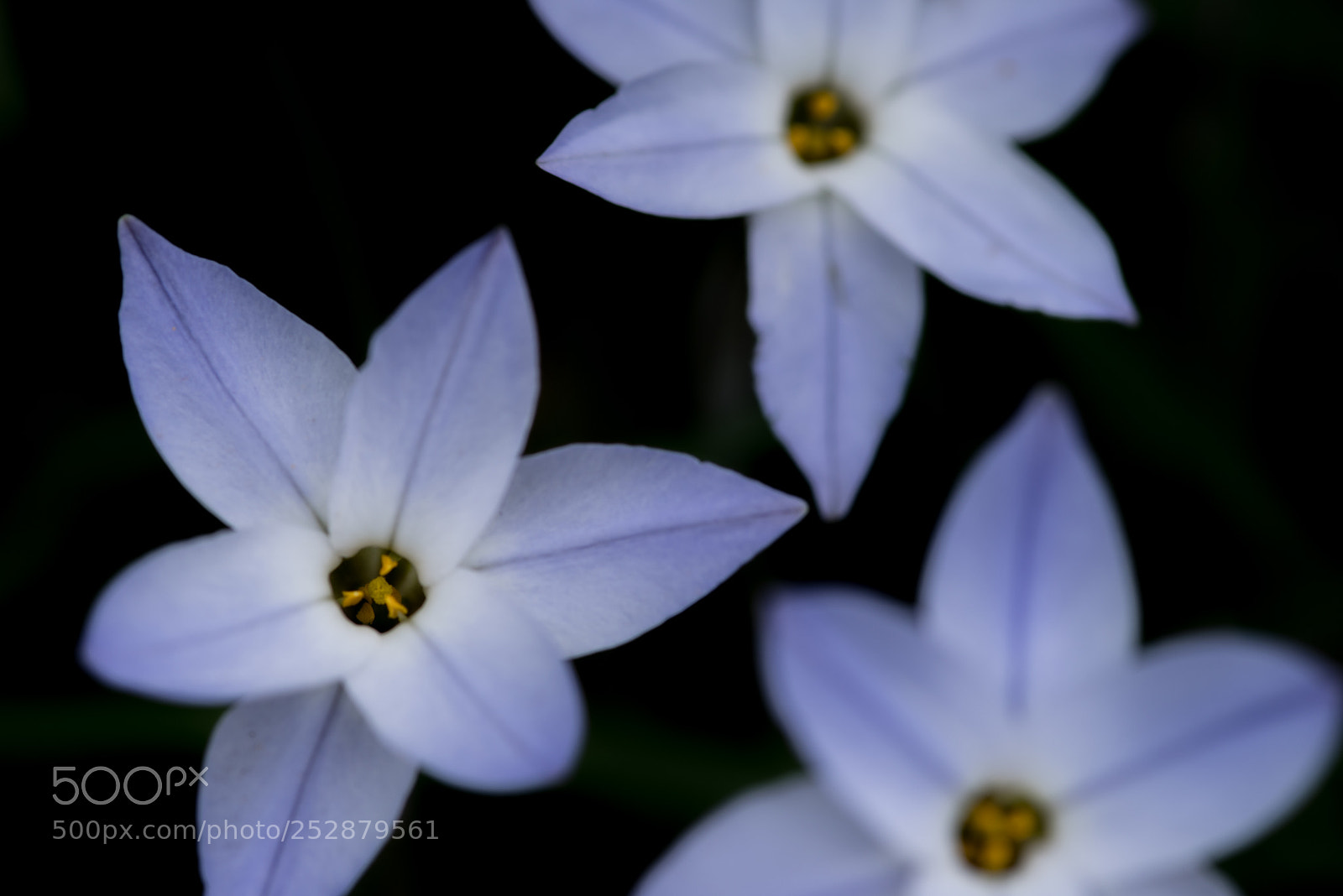 Pentax K-1 sample photo. Spring star photography