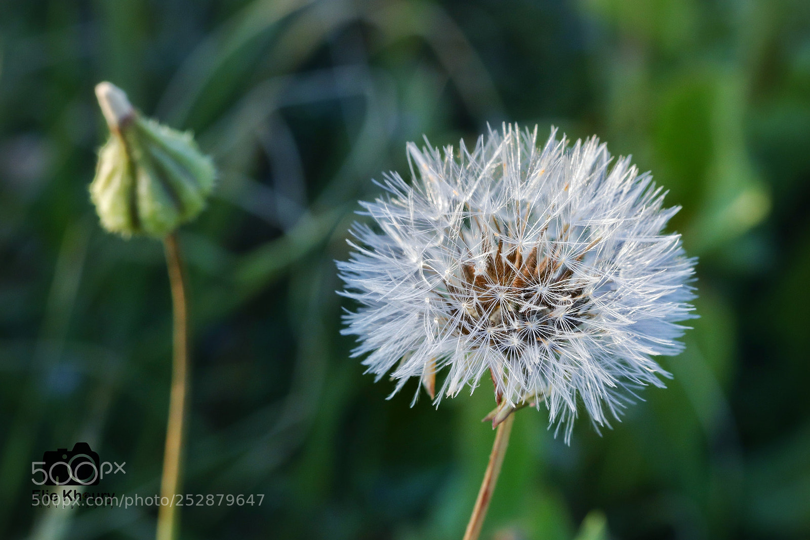 Canon EOS 800D (EOS Rebel T7i / EOS Kiss X9i) sample photo. Macro photography
