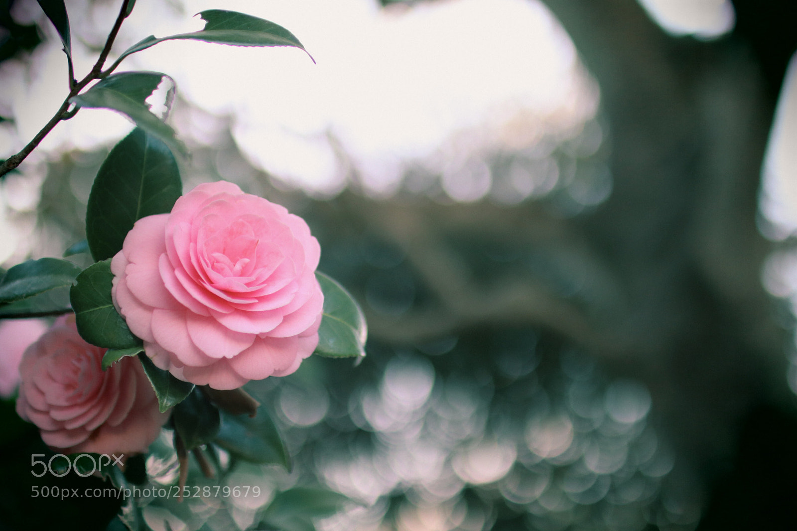 Canon EOS 80D sample photo. Camellia photography