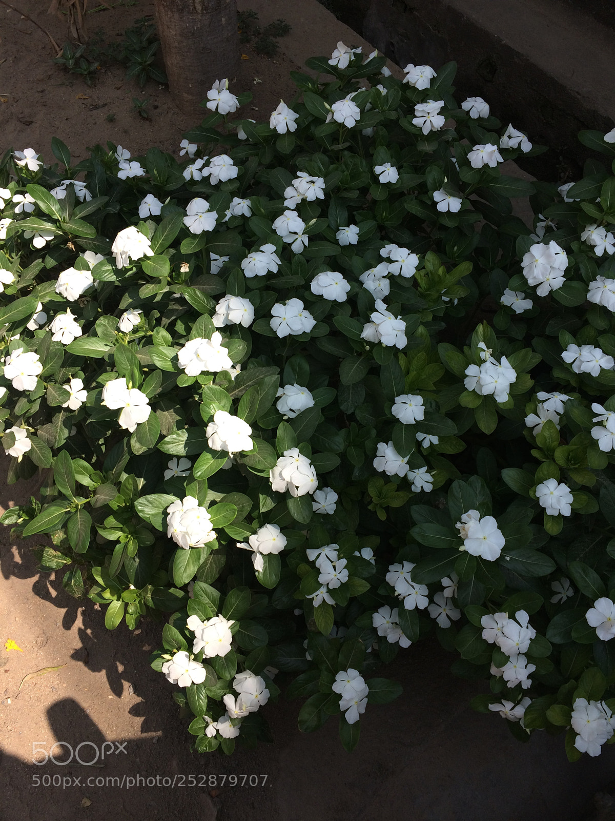 Apple iPhone 5s sample photo. My click photography