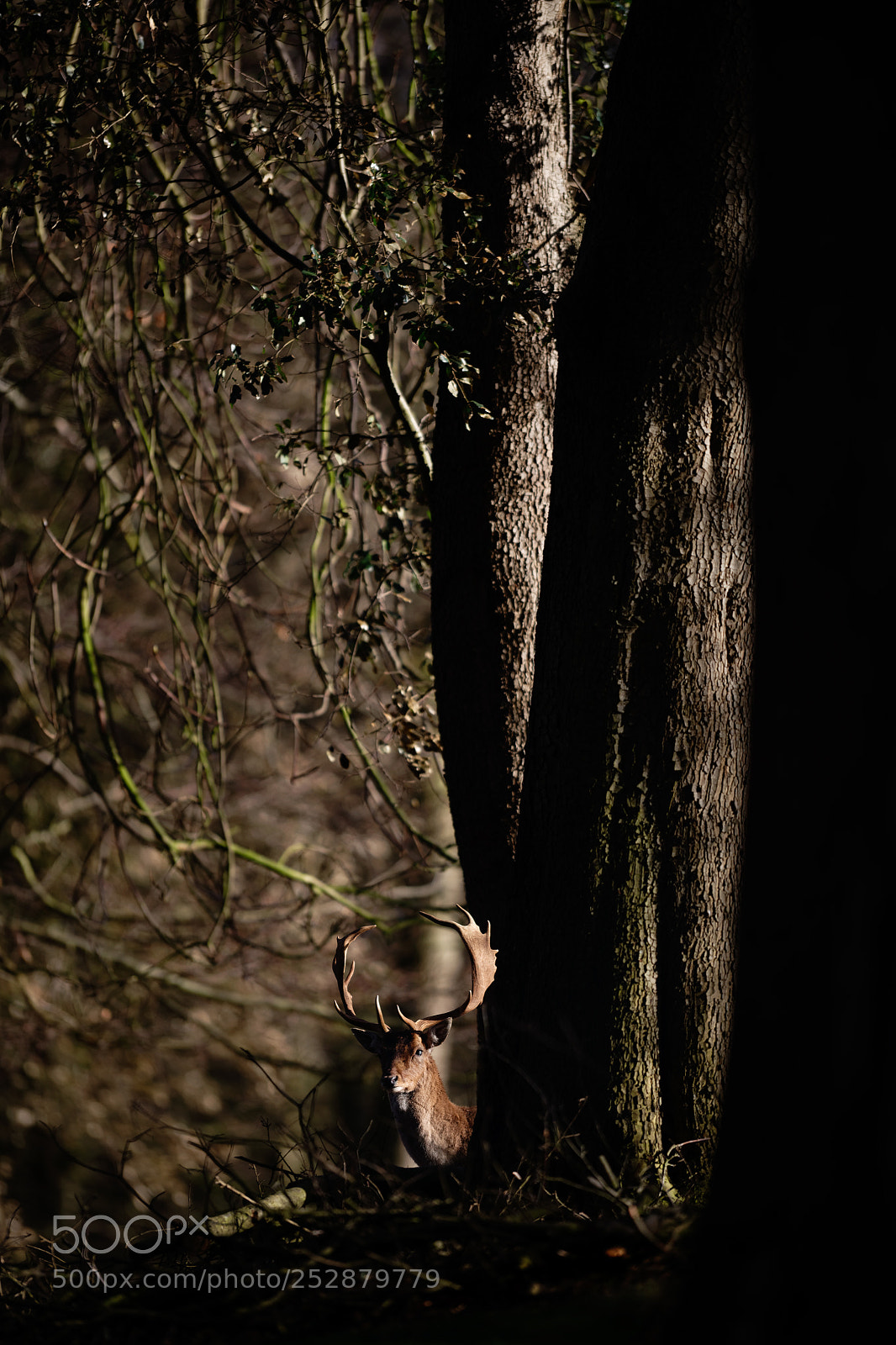 Nikon D850 sample photo. 'the seer' photography