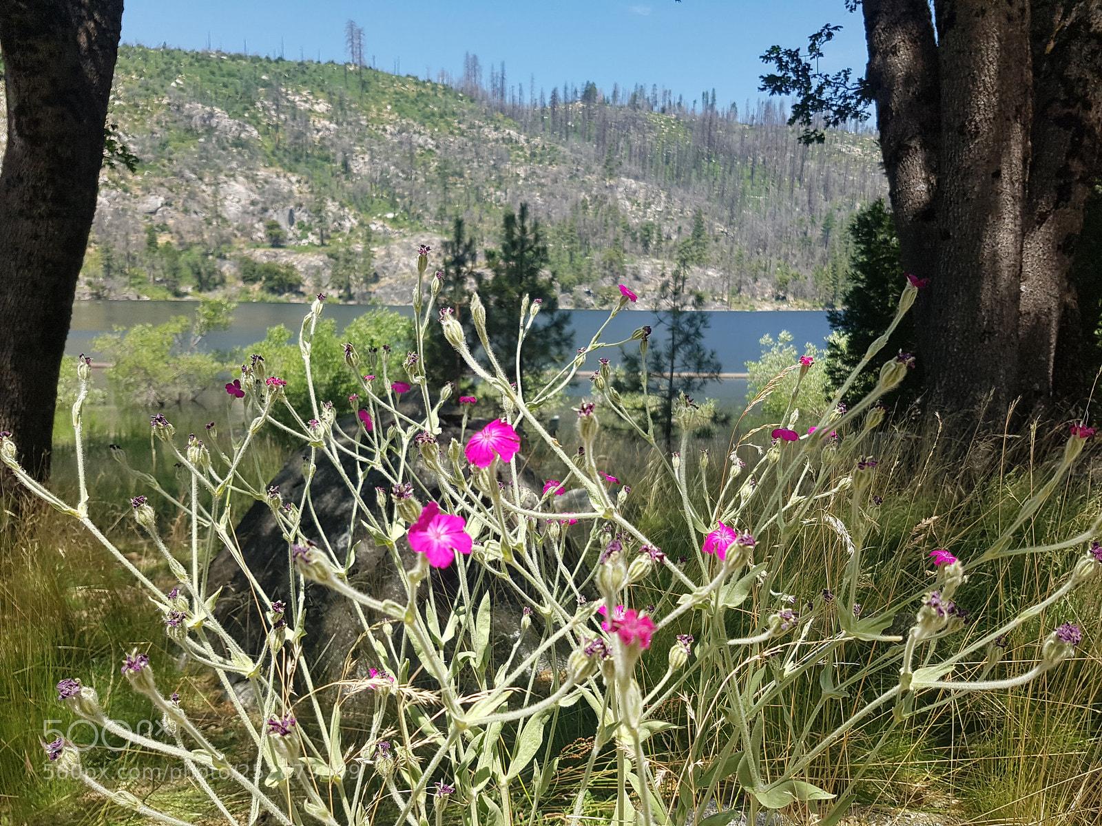Samsung Galaxy S7 Edge sample photo. Flowers by the lake photography