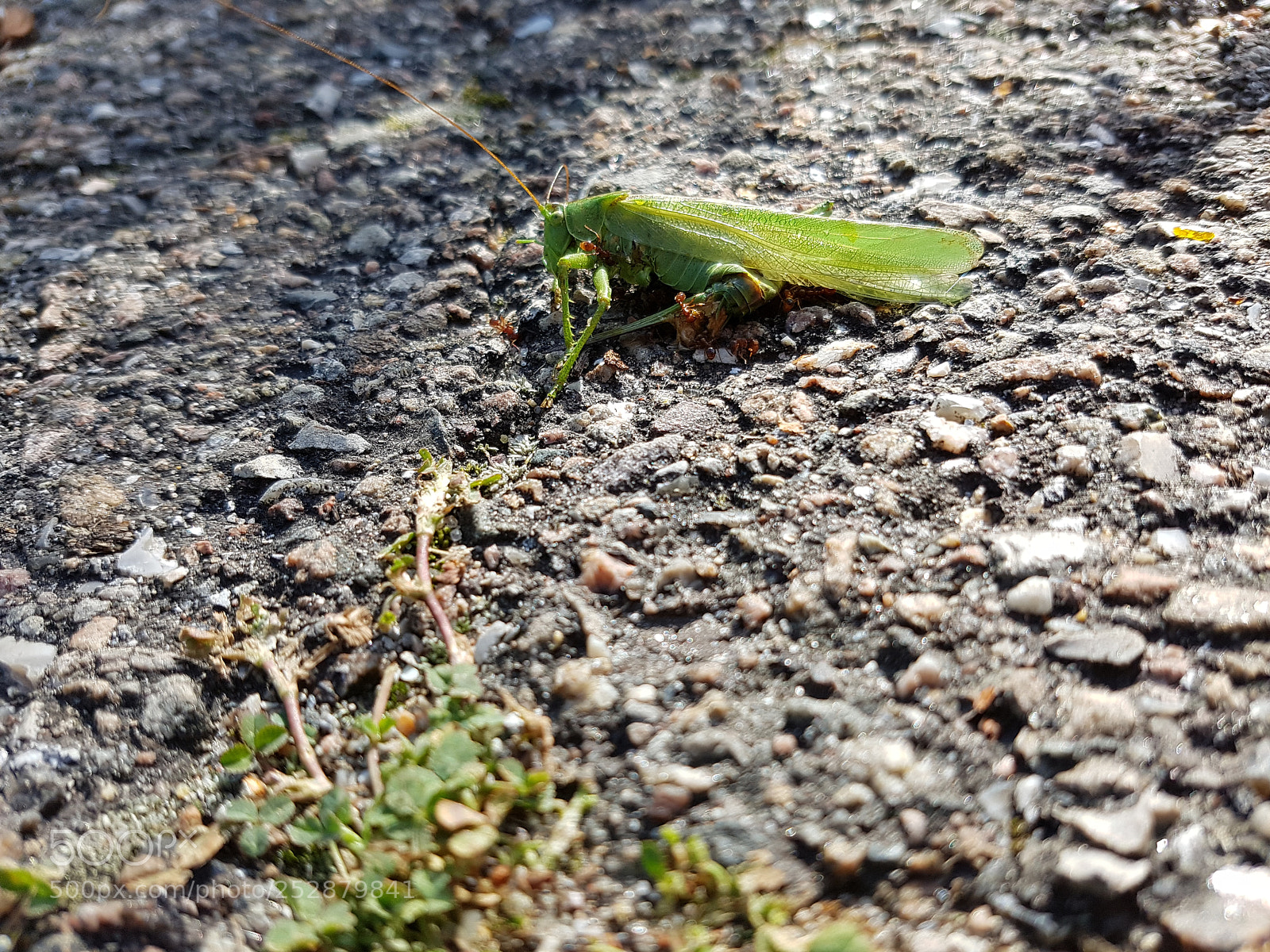 Samsung Galaxy S7 Edge sample photo. Grasshopper being eaten by photography