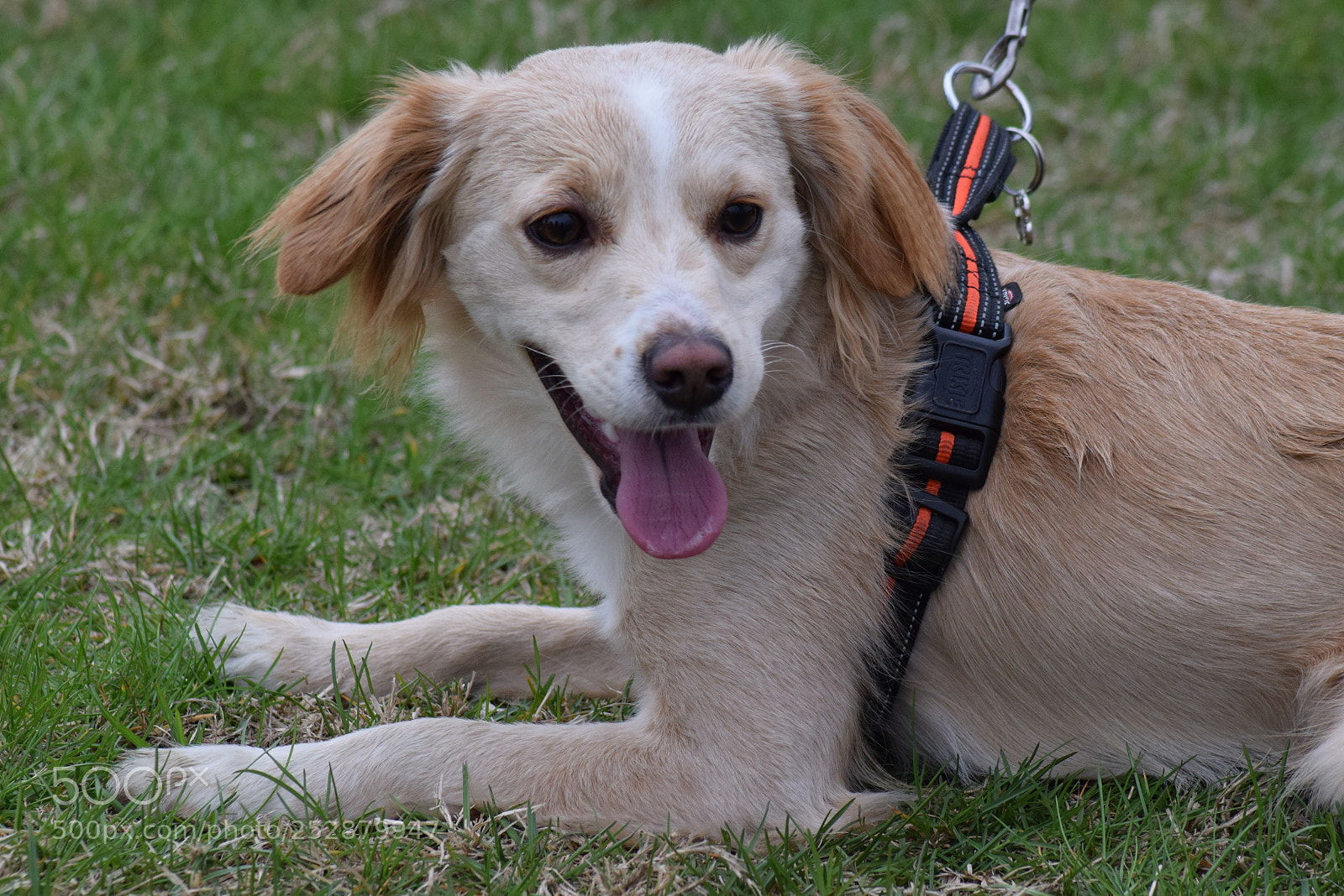 Nikon D5300 sample photo. Doggie photography