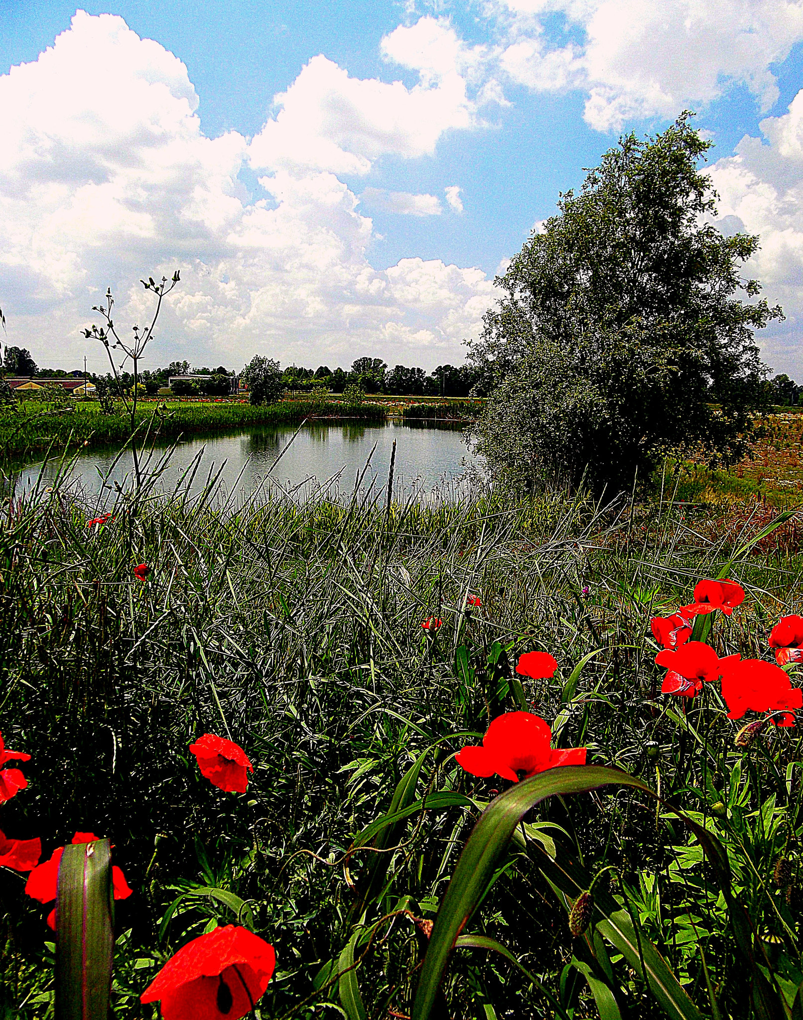 Fujifilm FinePix JX250 sample photo. Paesaggio e colori di primavera con i papaveri. photography